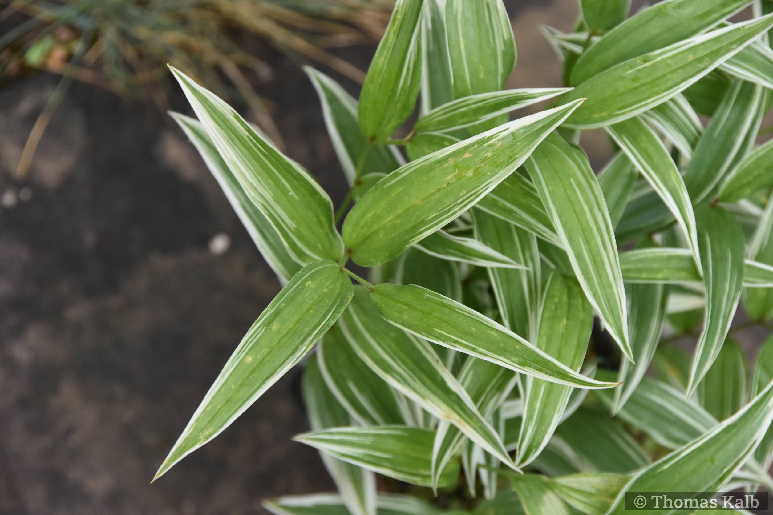 Disporum sessile ’Variegatum’