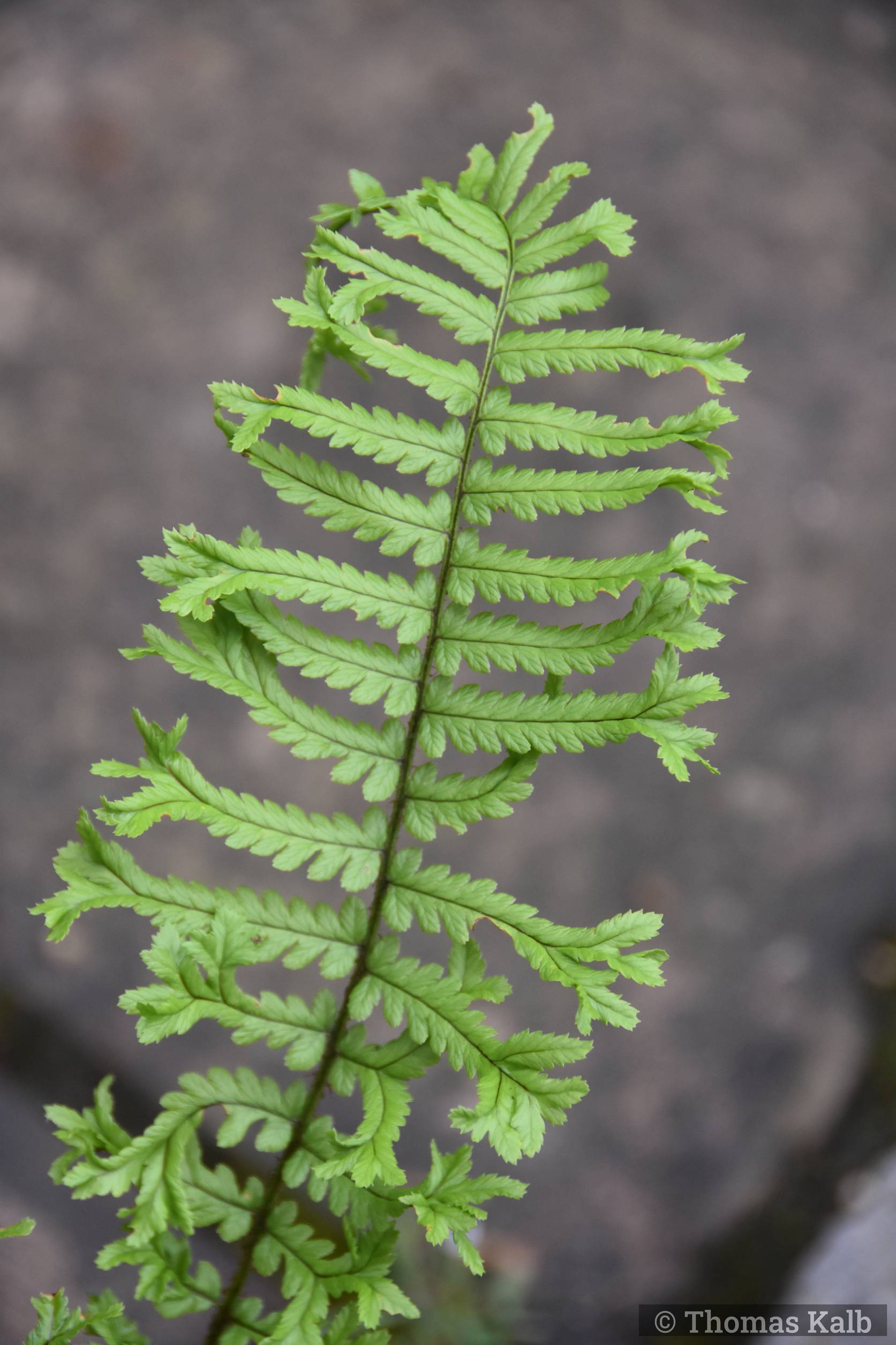 Dryopteris affinis ‚Cristata The King‘