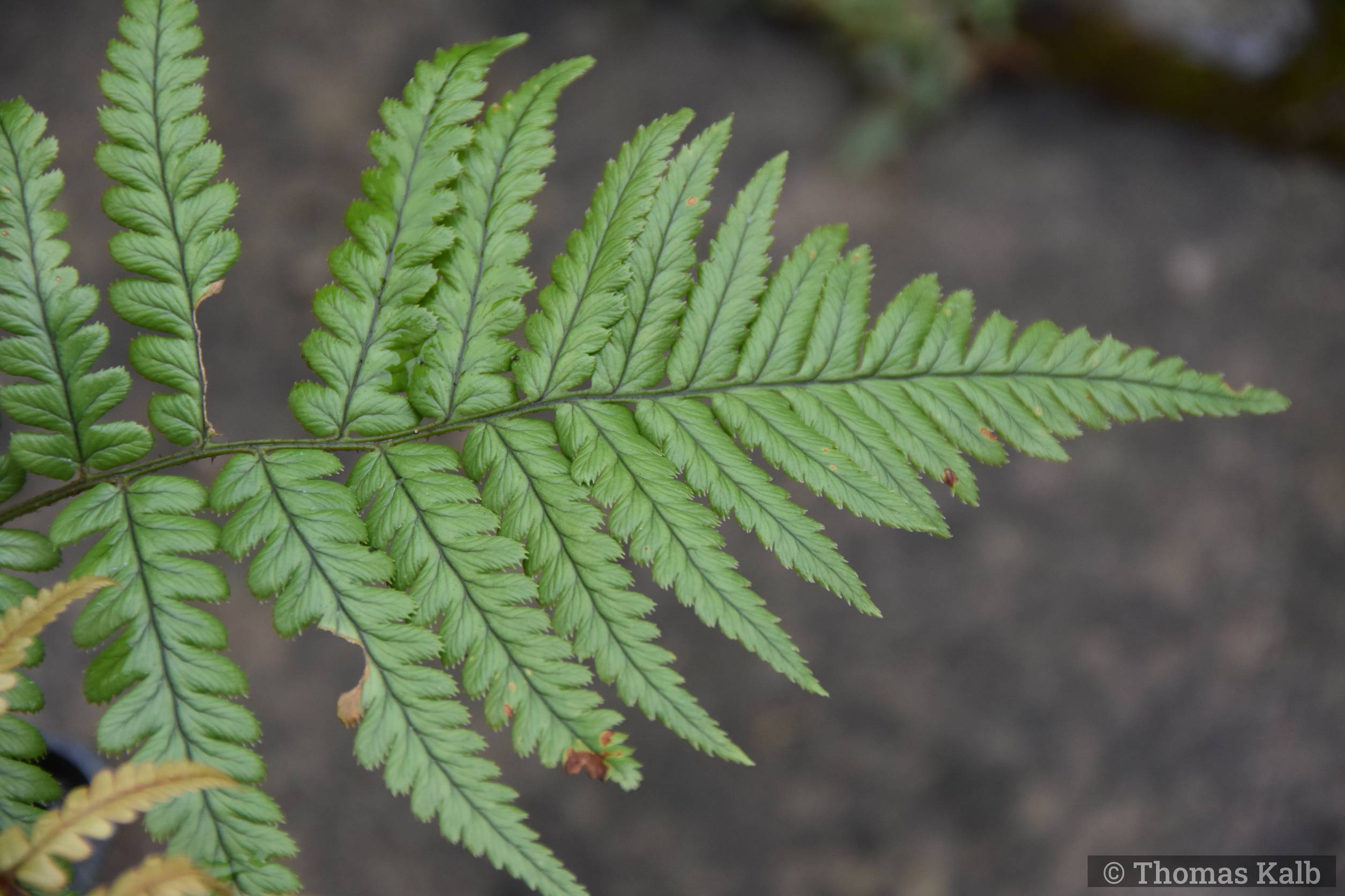 Dryopteris lepidopoda