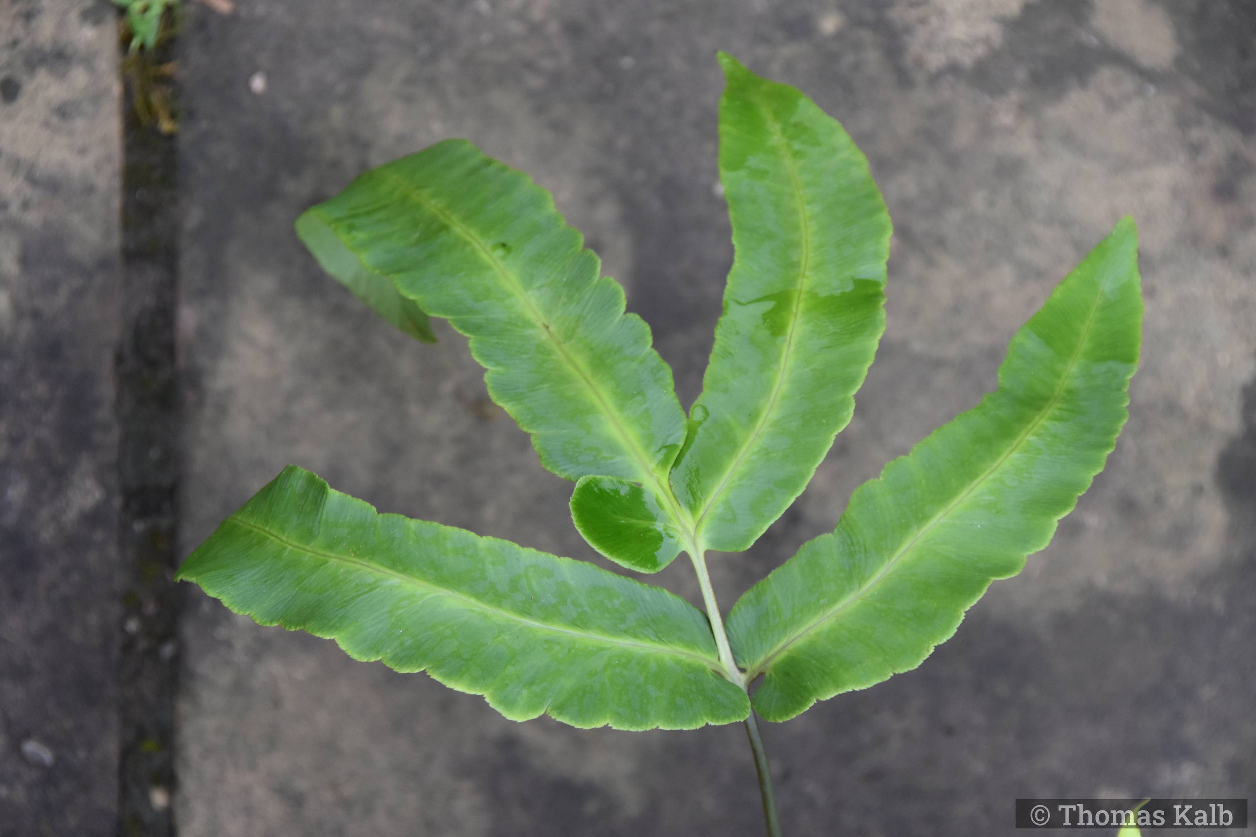 Dryopteris sieboldii