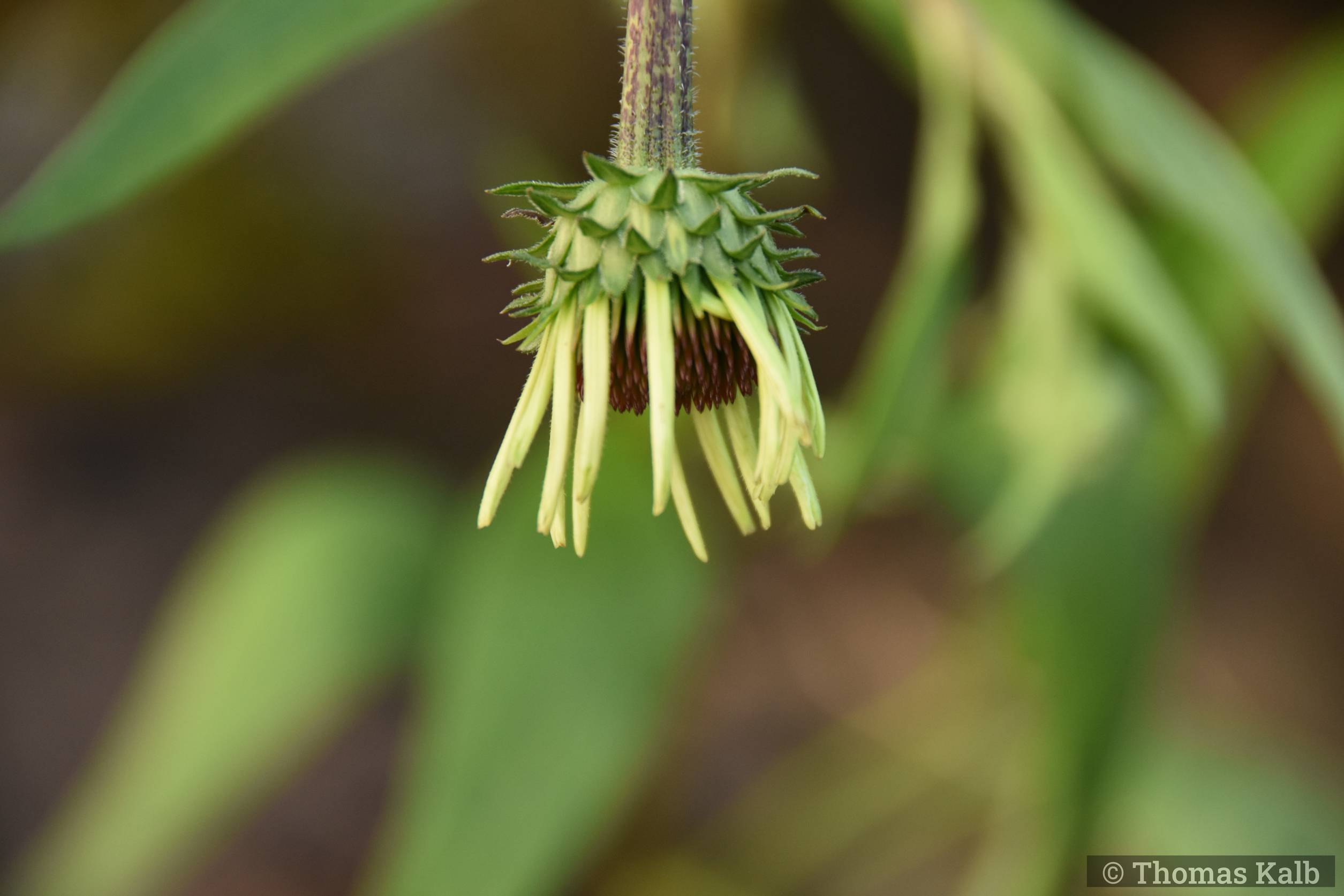 Echinacea ‚Pretty Parasol‘