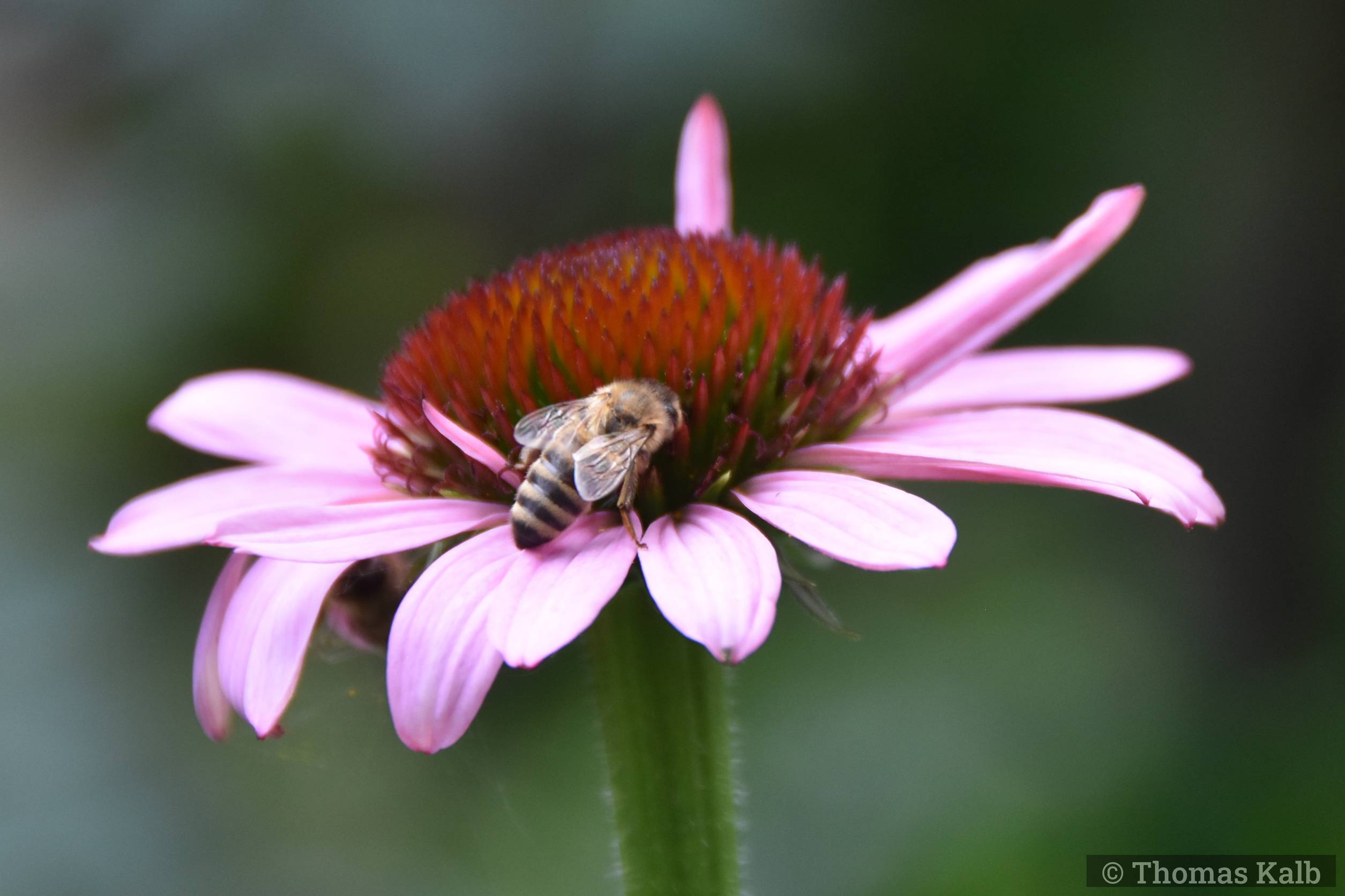 Echinacea purpurea ’Rubinstern’