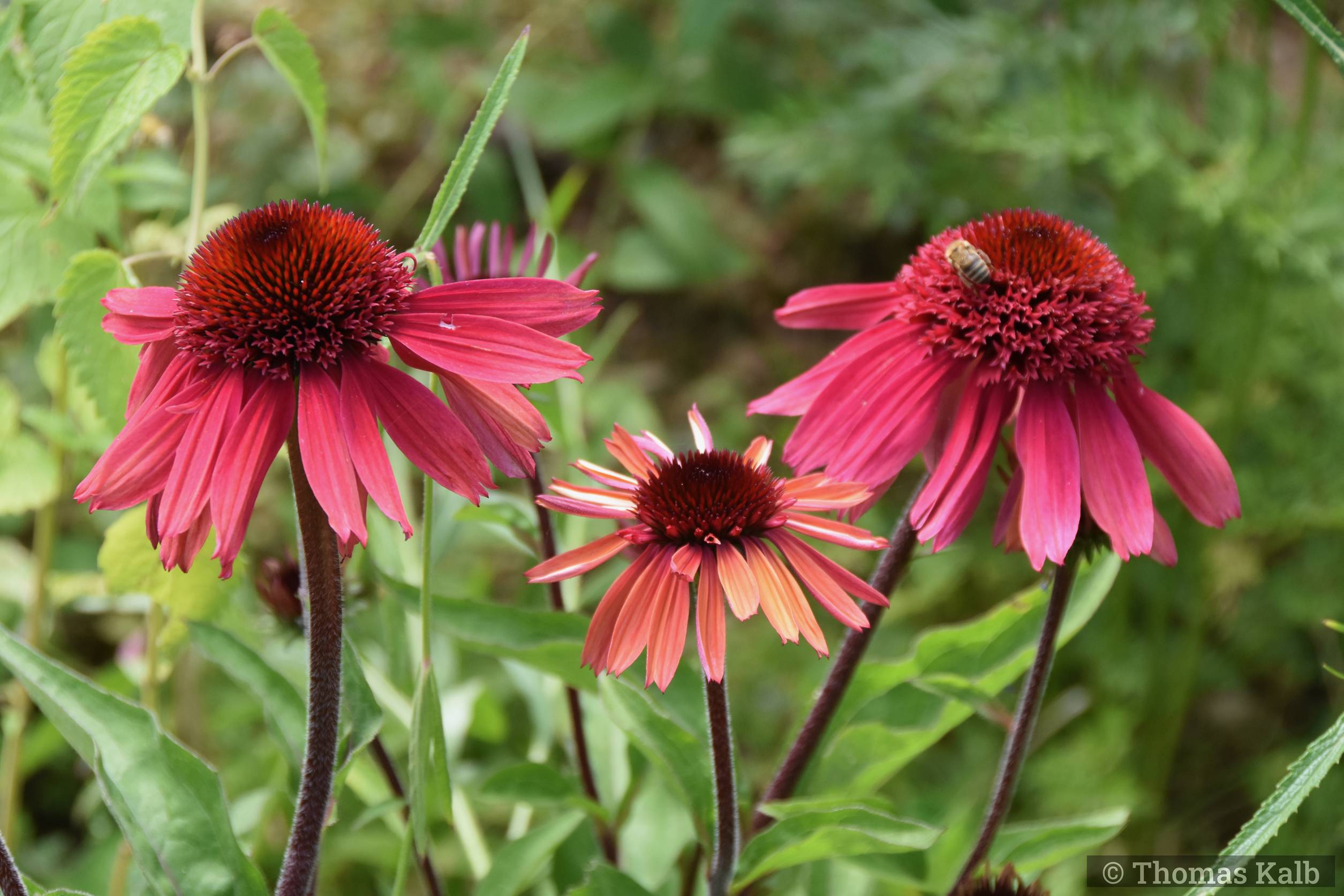 Echinacea purpurea ‚Papallo‘