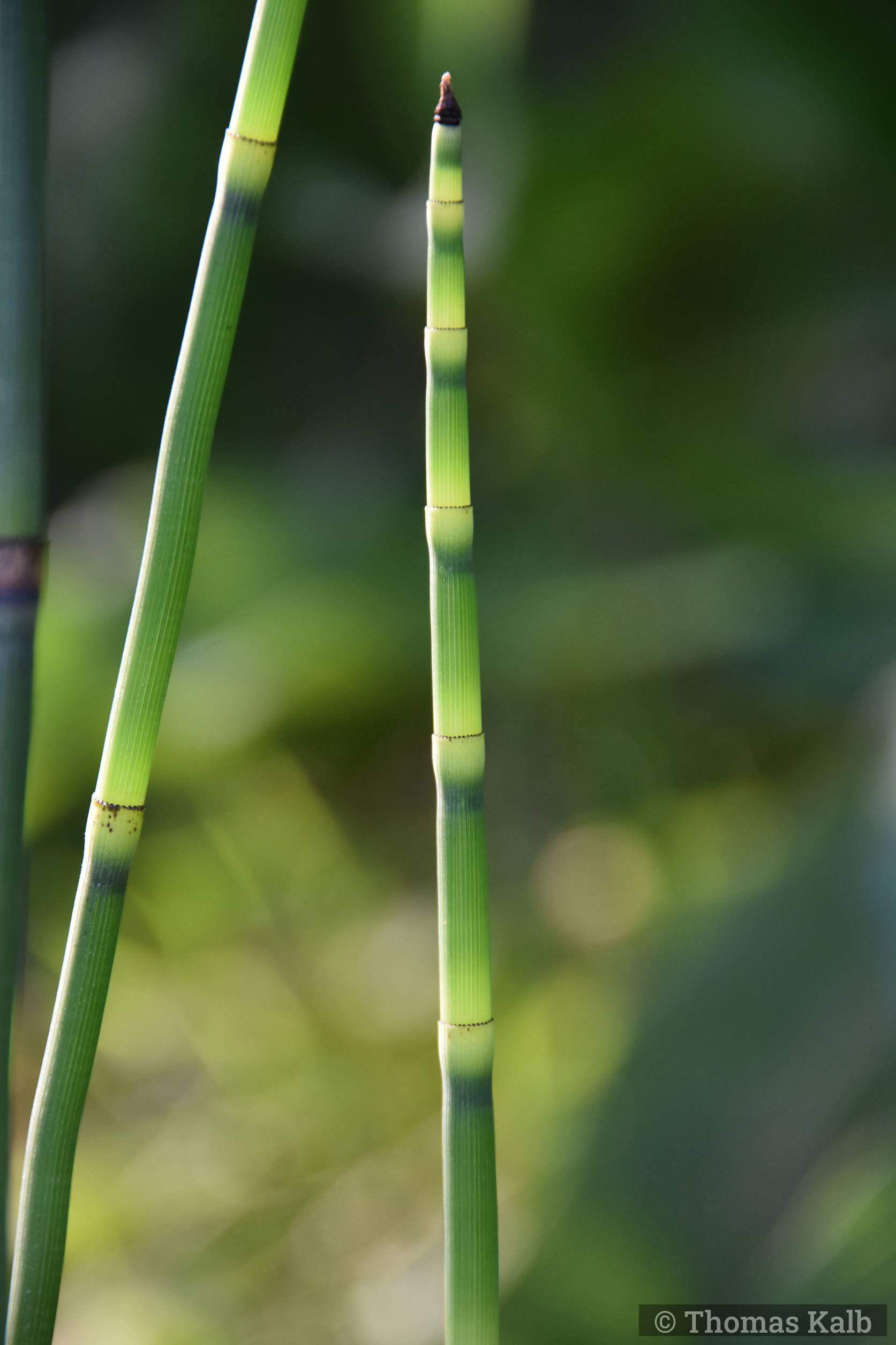 Equisetum hyemale var. americana