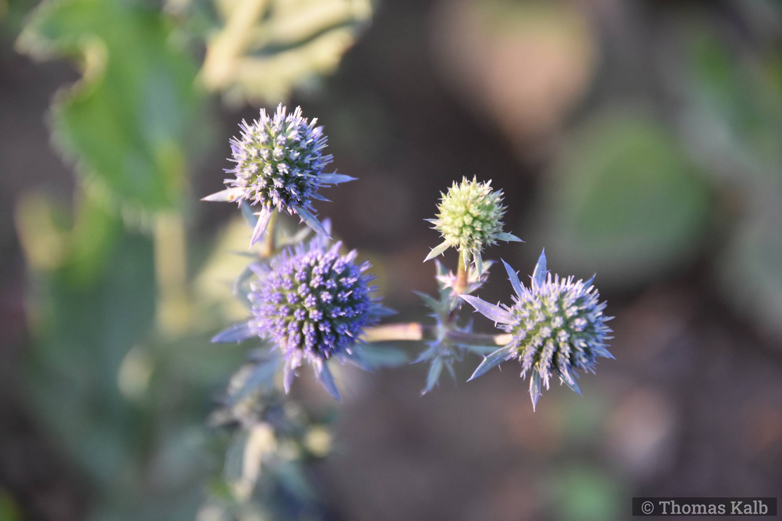 Eryngium planum ‚Blauer Zwerg‘