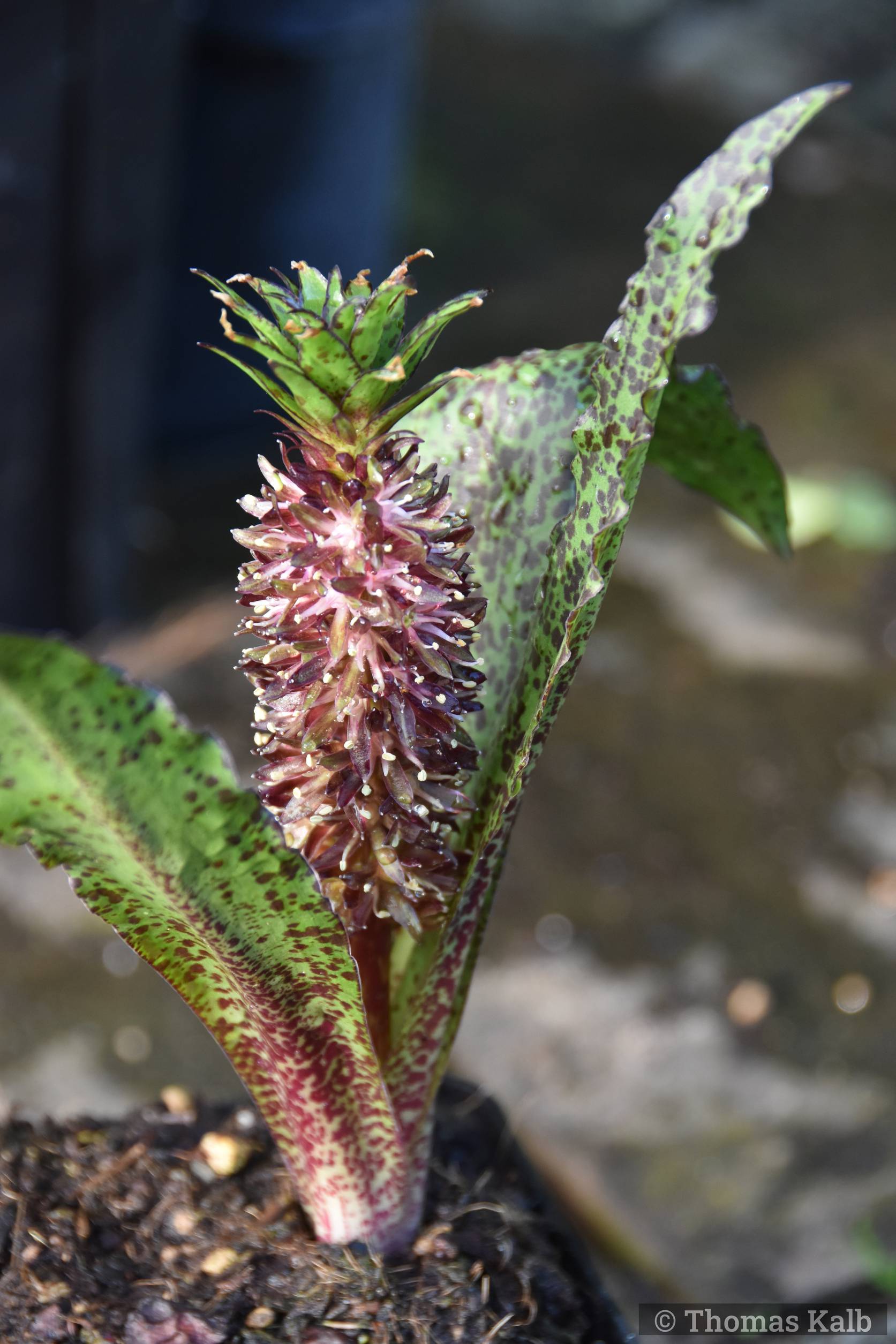 Eucomis vandermervei