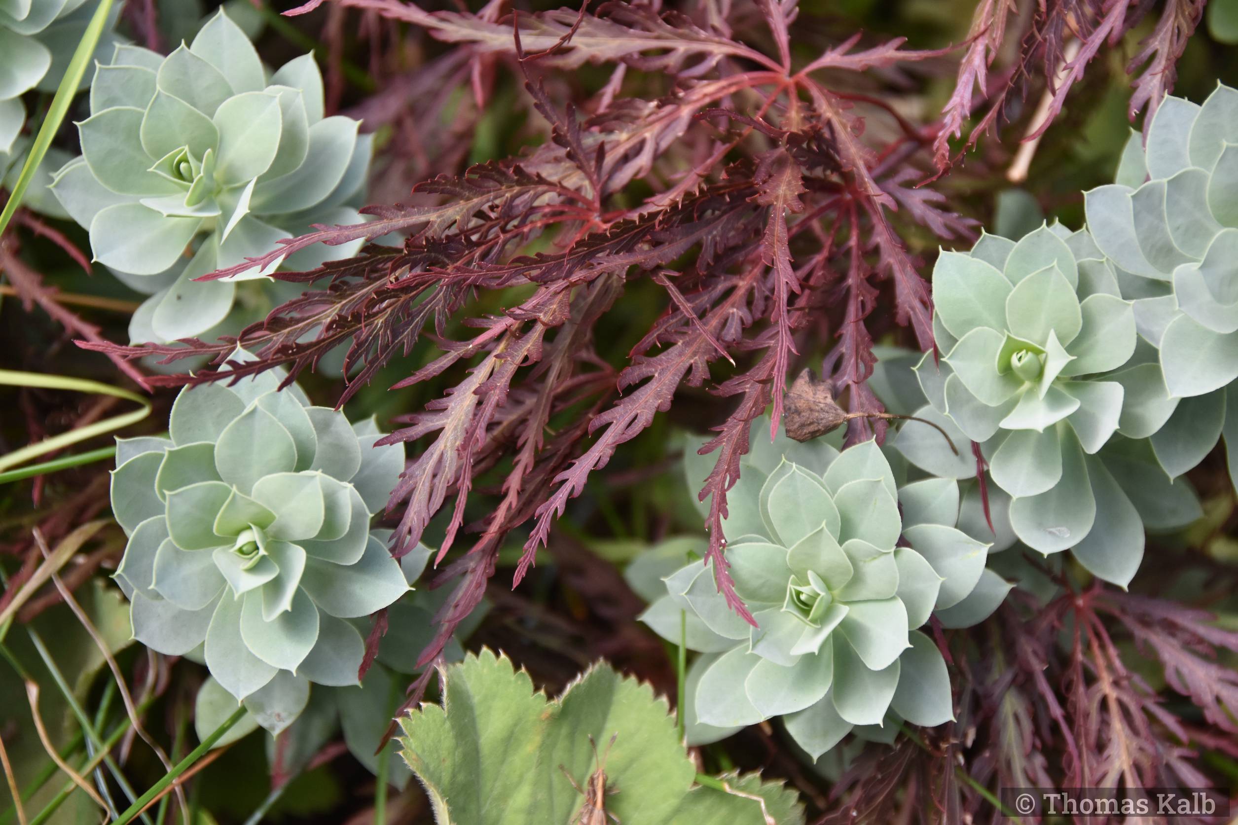 Euphorbia myrsinites