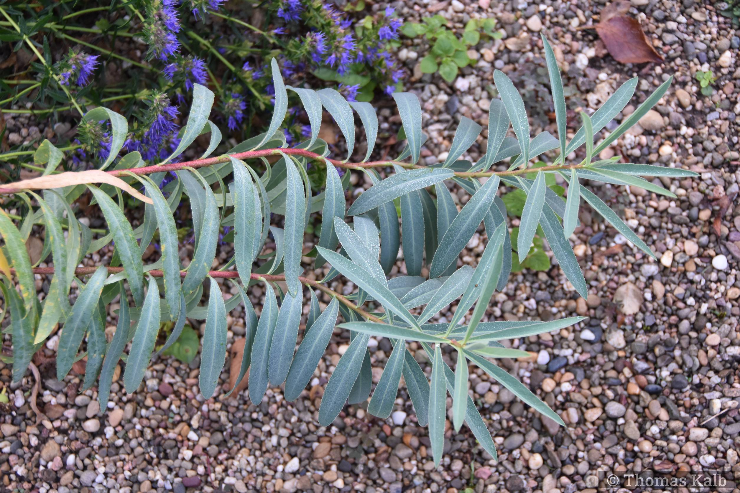 Euphorbia seravshanica