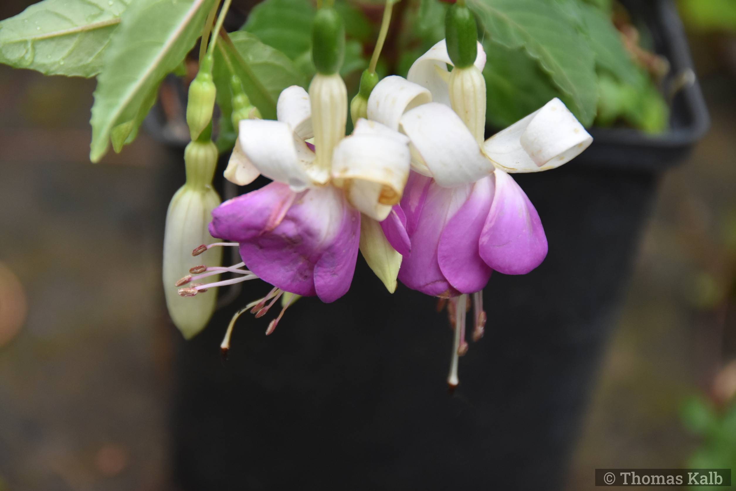 Fuchsia ‚Delta Sarah‘