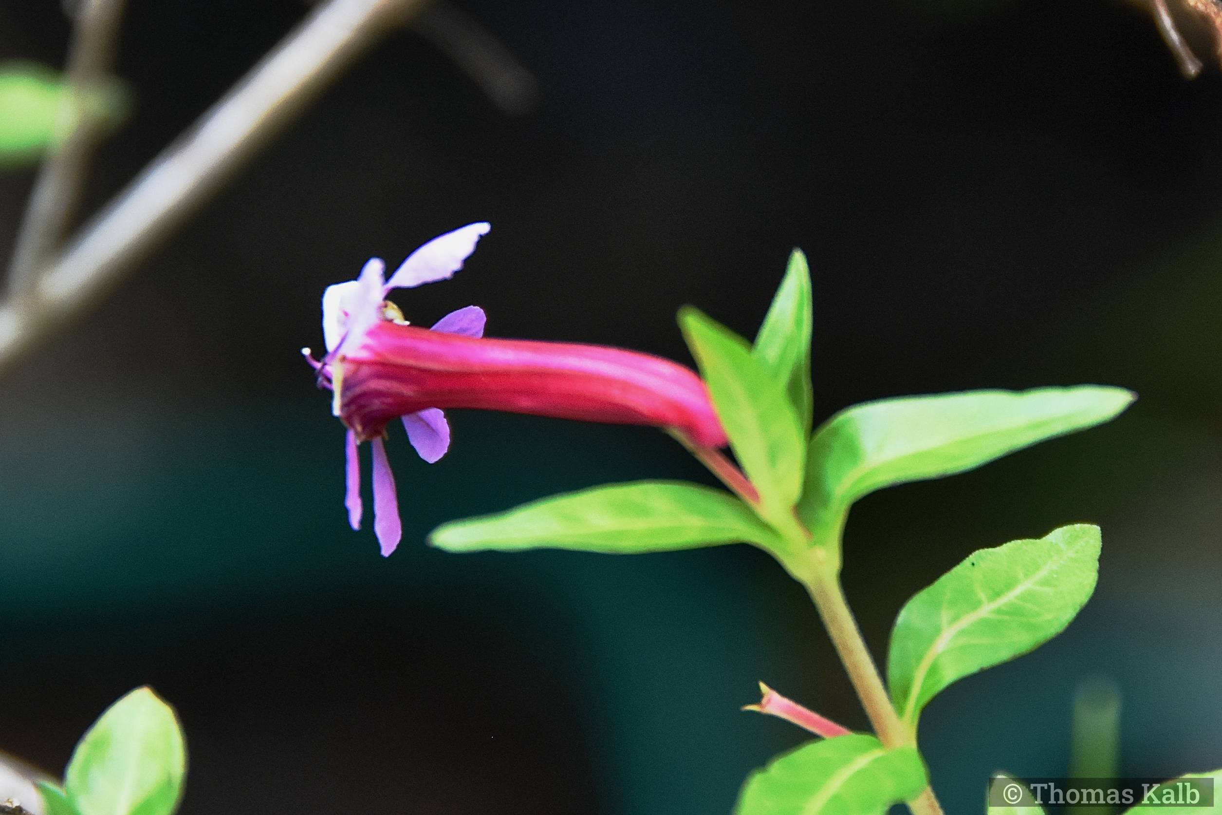 Fuchsia (Hügin)