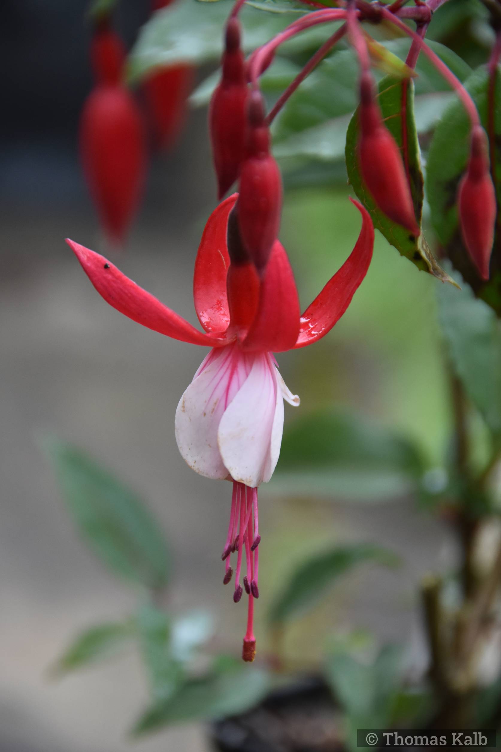 Fuchsia ‚Madame Cornelissen‘