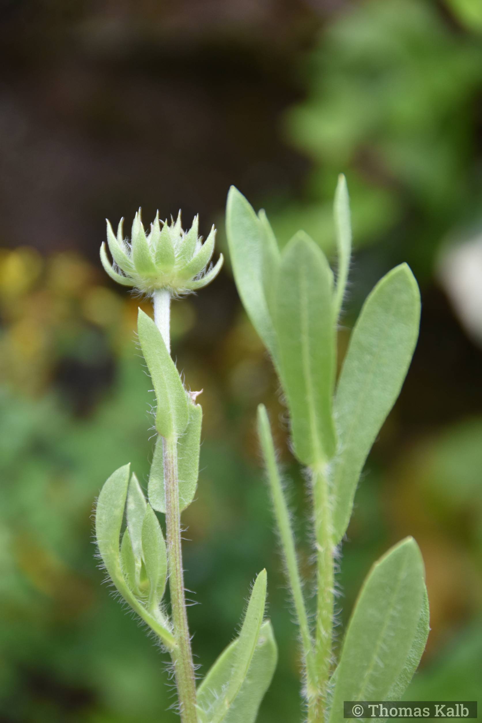 Gaillardia x grandiflora ‚Burgunder‘