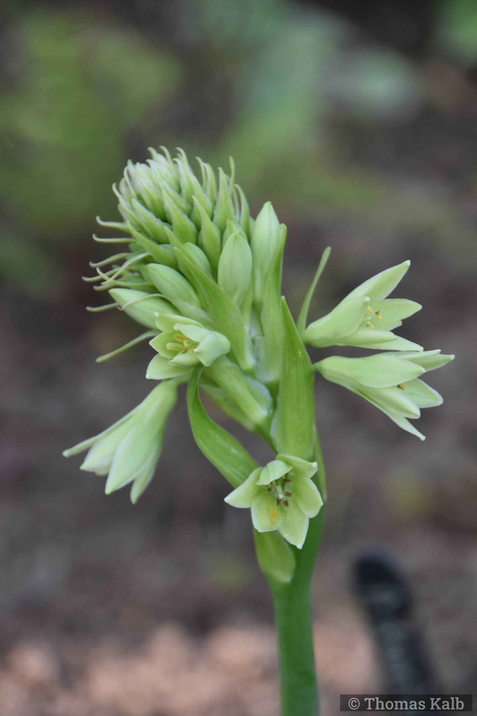 Galtonia viridiflora