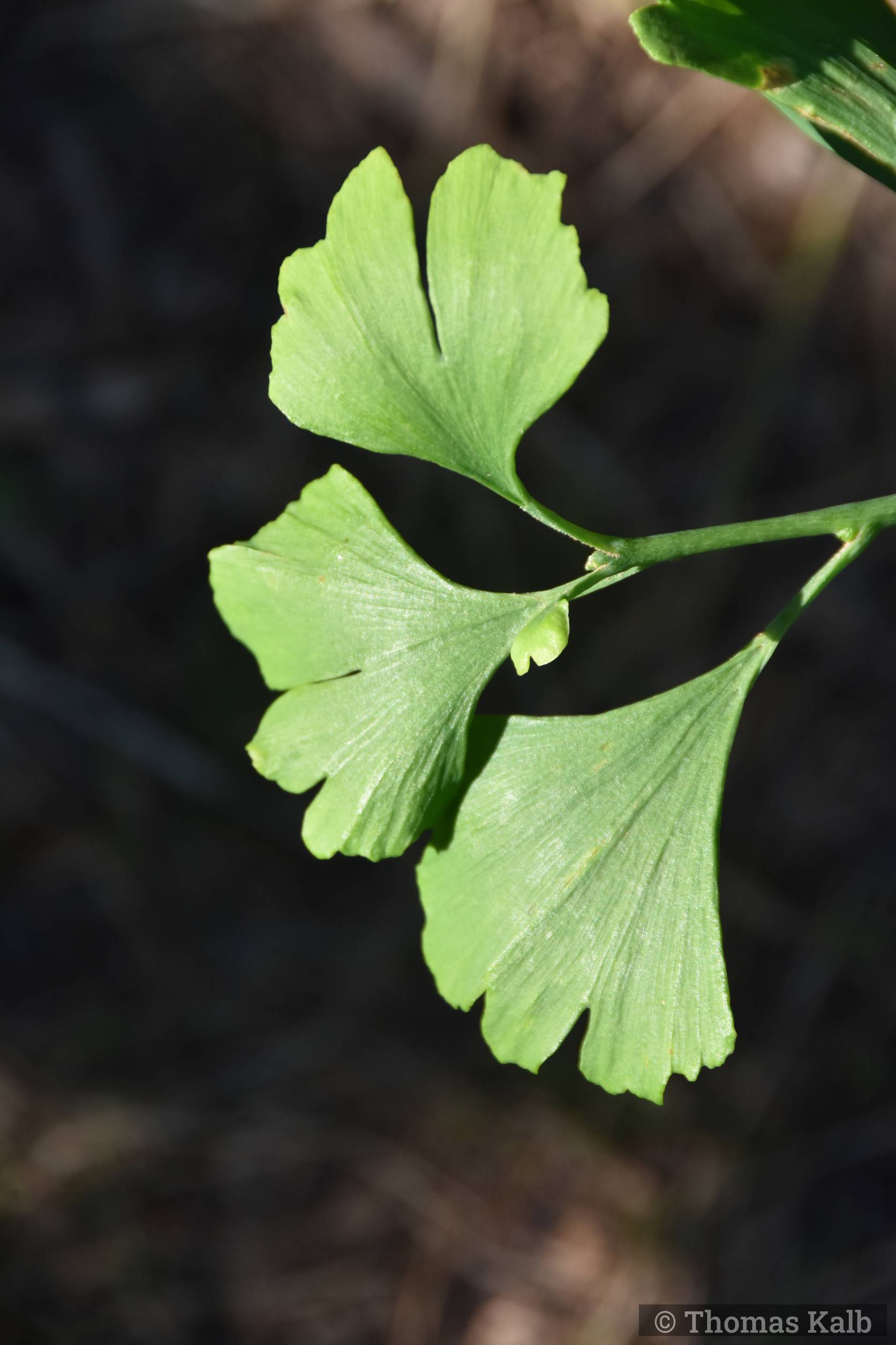 Ginkgo biloba ’Horizontalis’