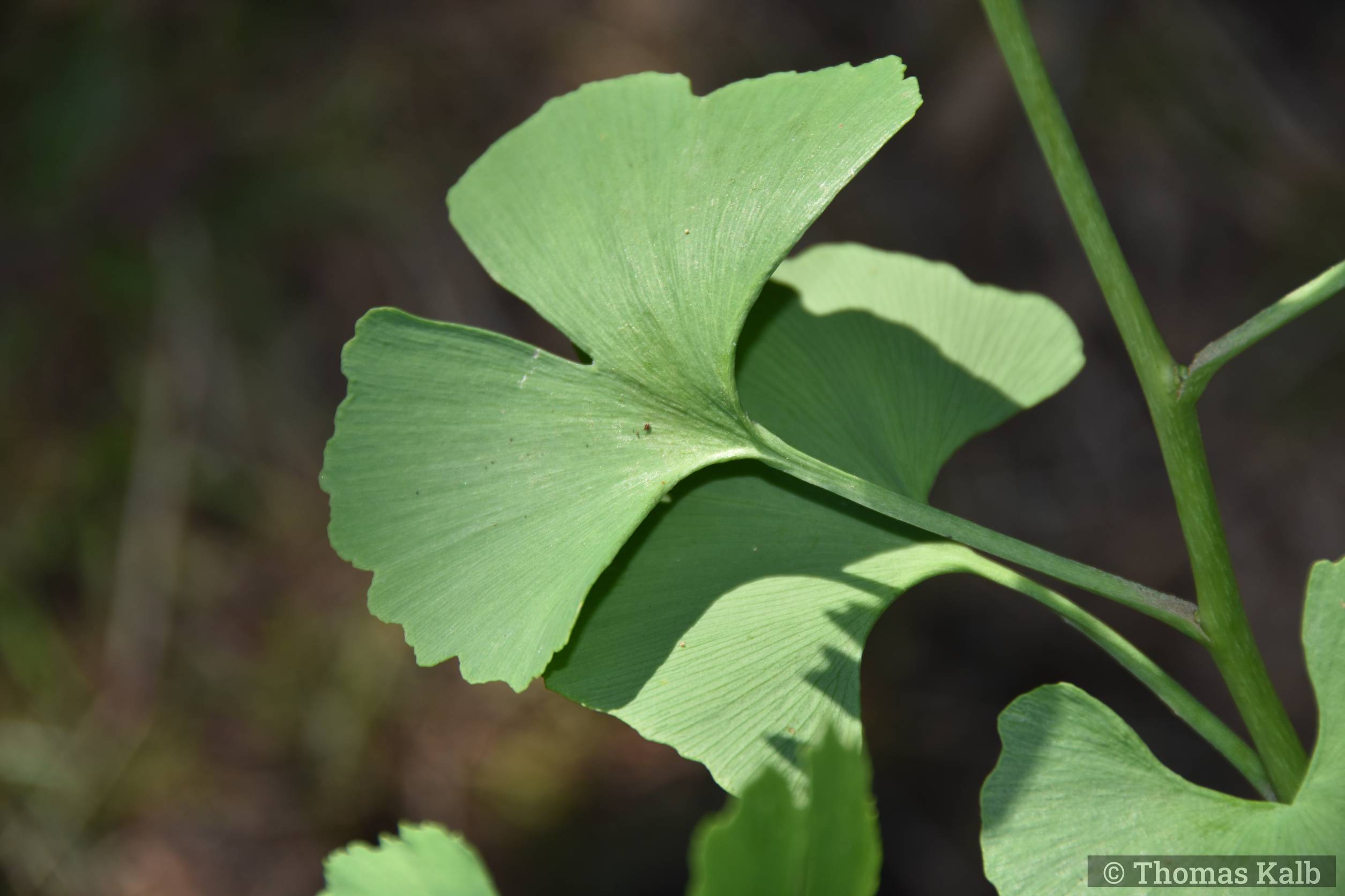 Ginkgo biloba ’Saratoga’