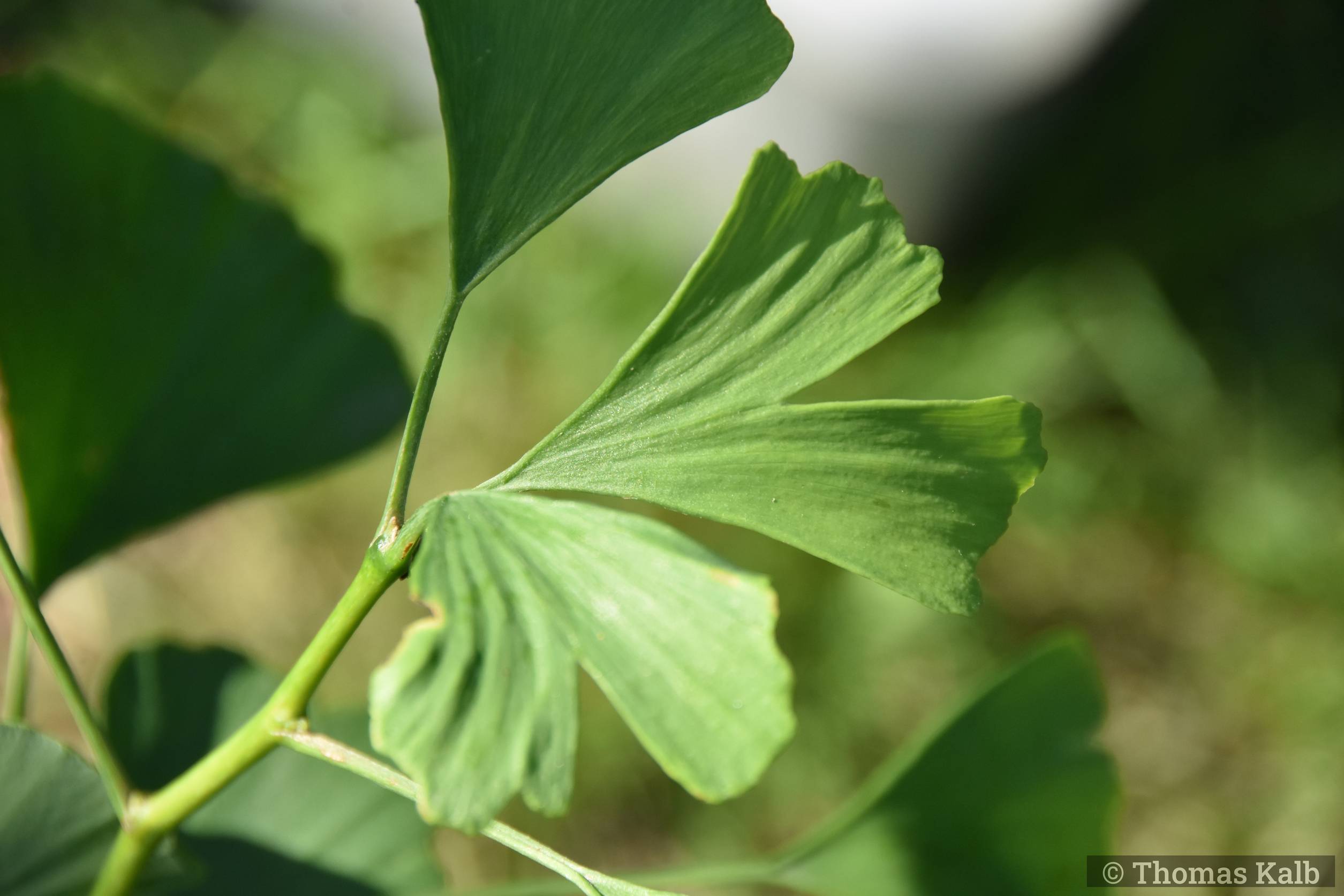 Ginkgo biloba