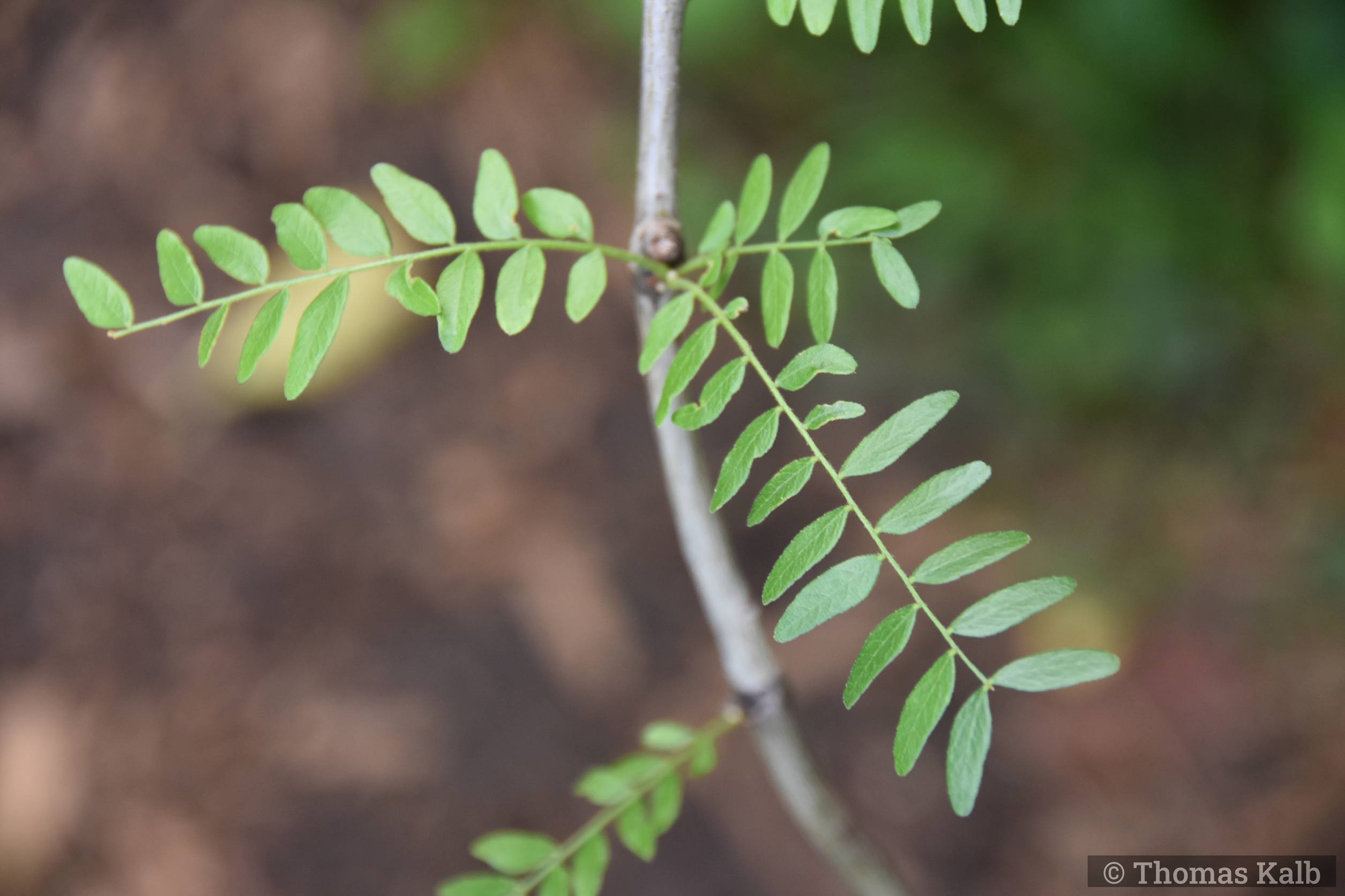 Gleditsia triacanthos ‚Emerald Cascade‘