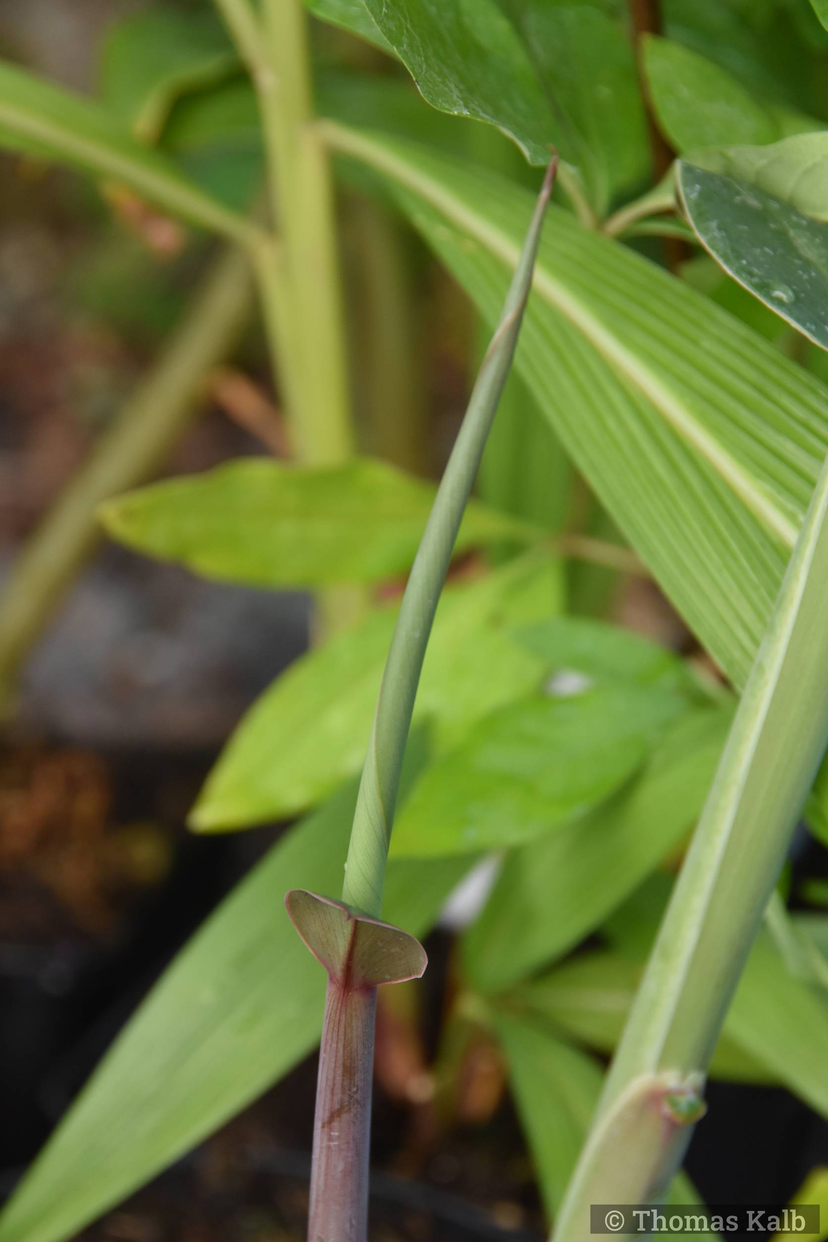 Hedychium ‚Tara‘