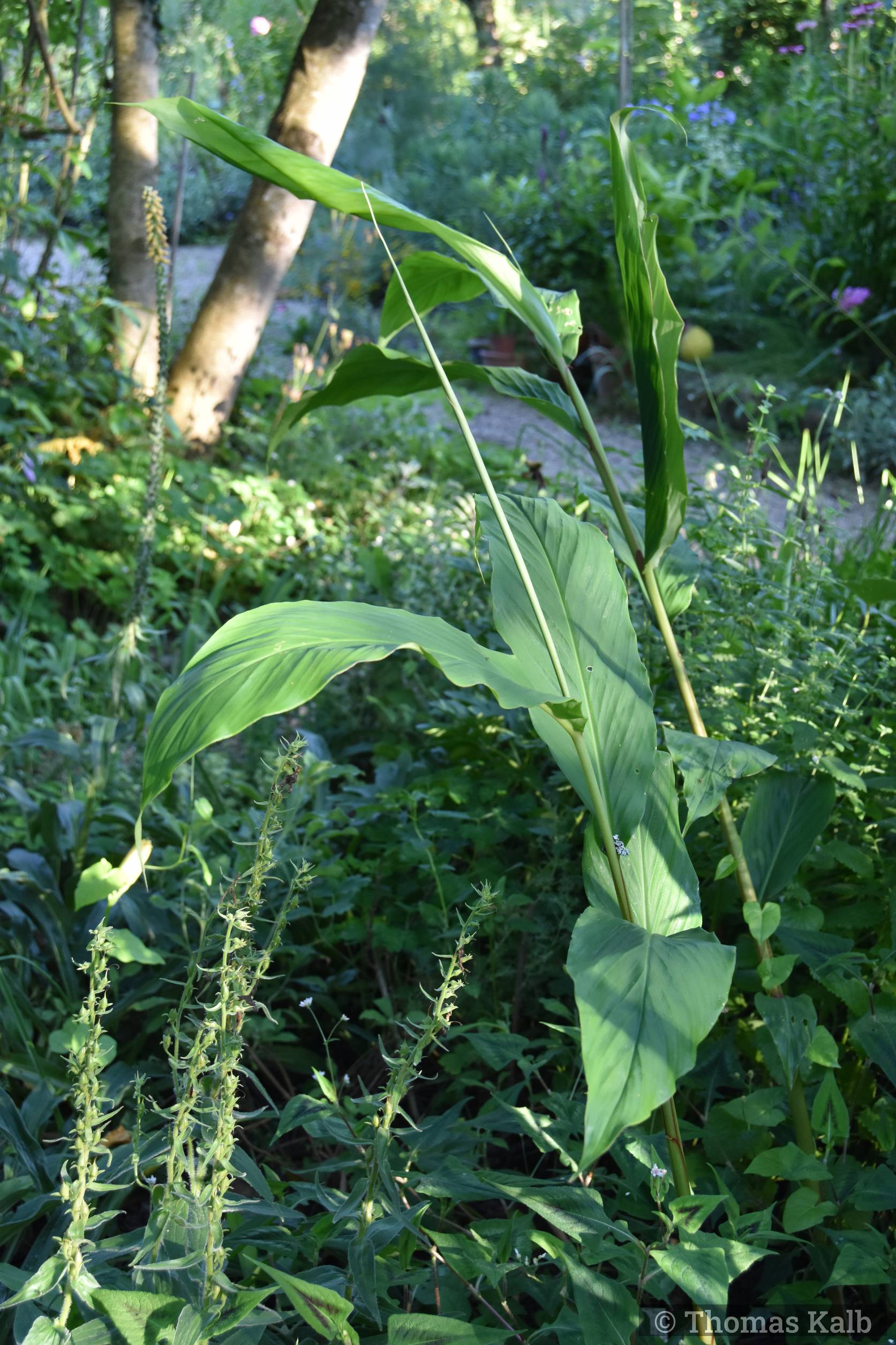 Hedychium (Crug Farm)