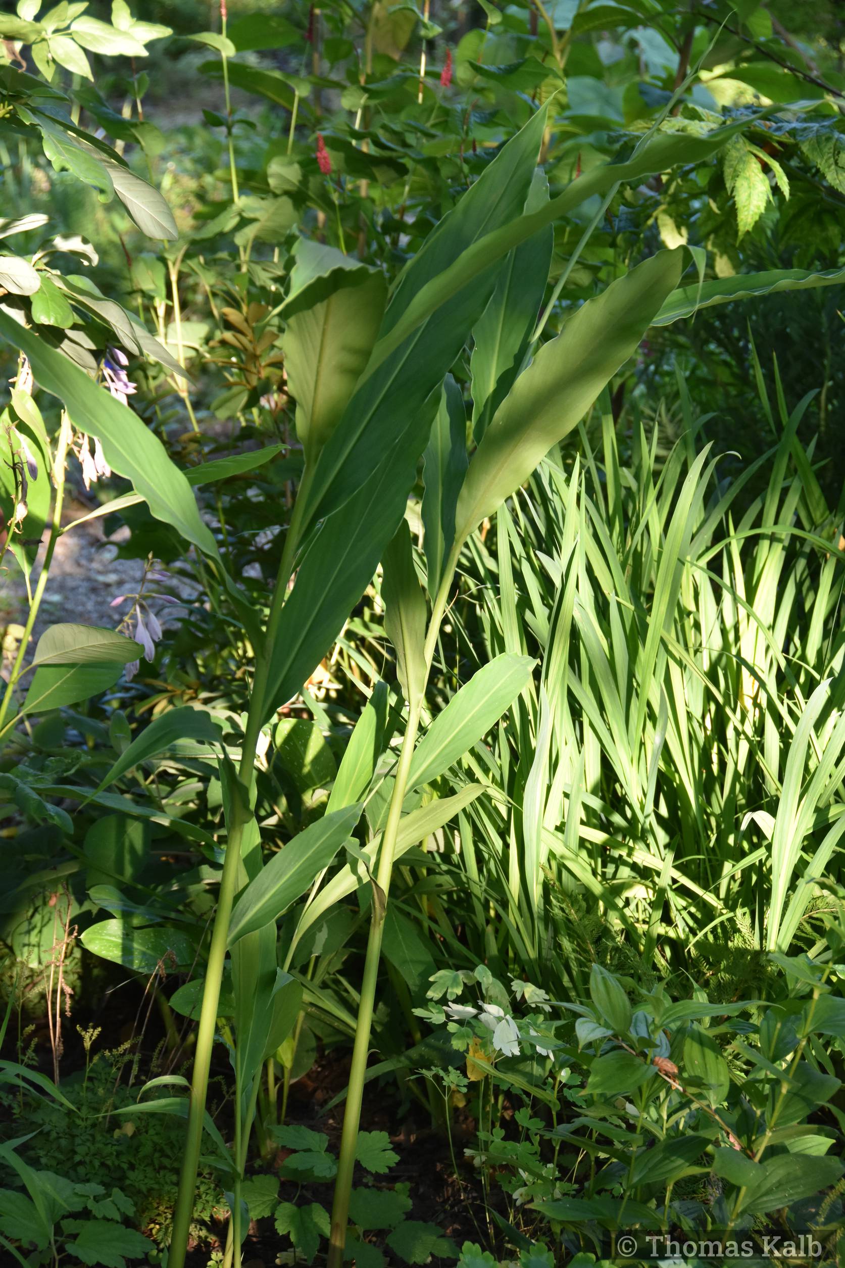 Hedychium spec. (ex Dolongiang)
