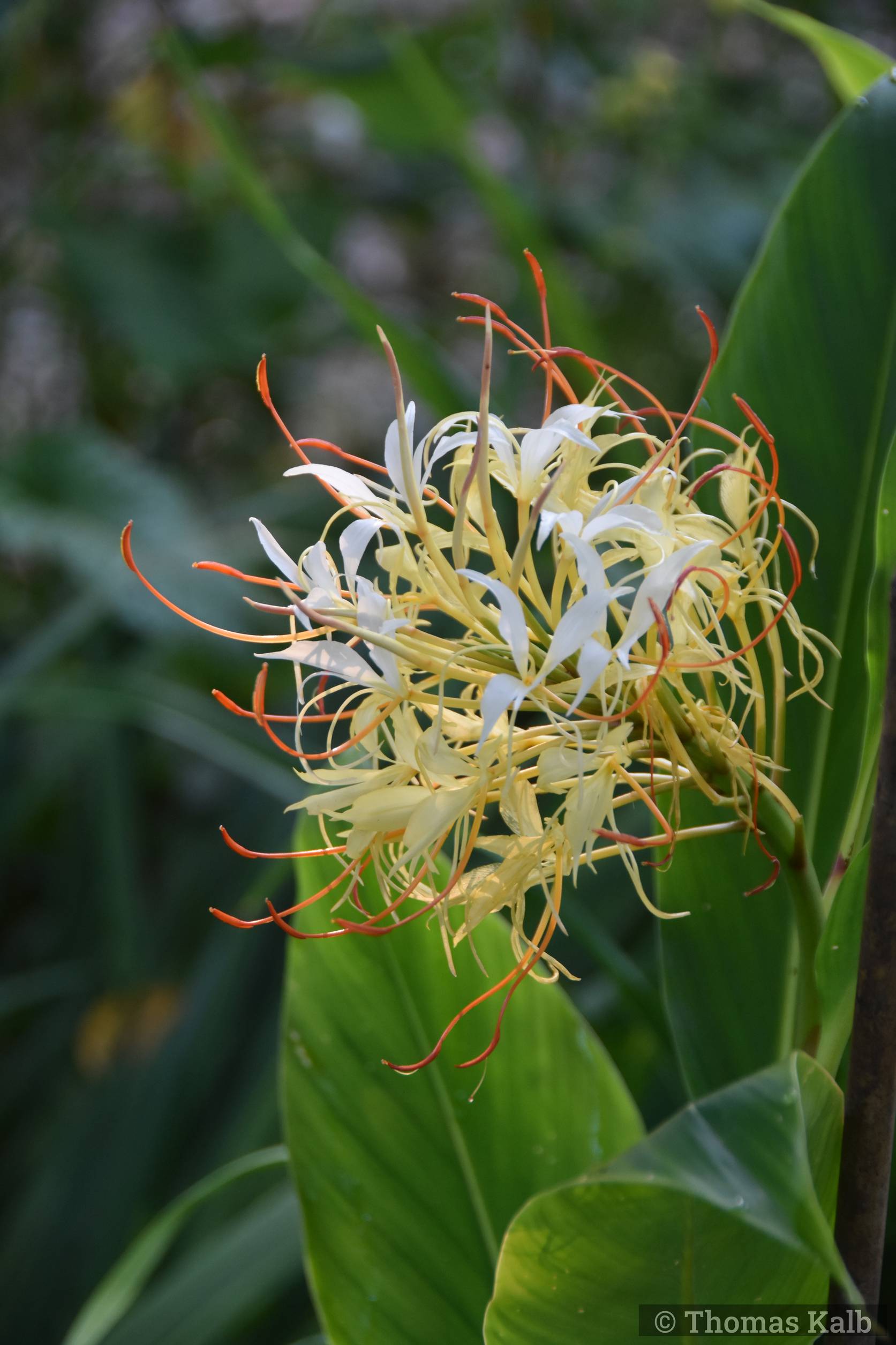 Hedychium tengchongense ‚Y Ty‘