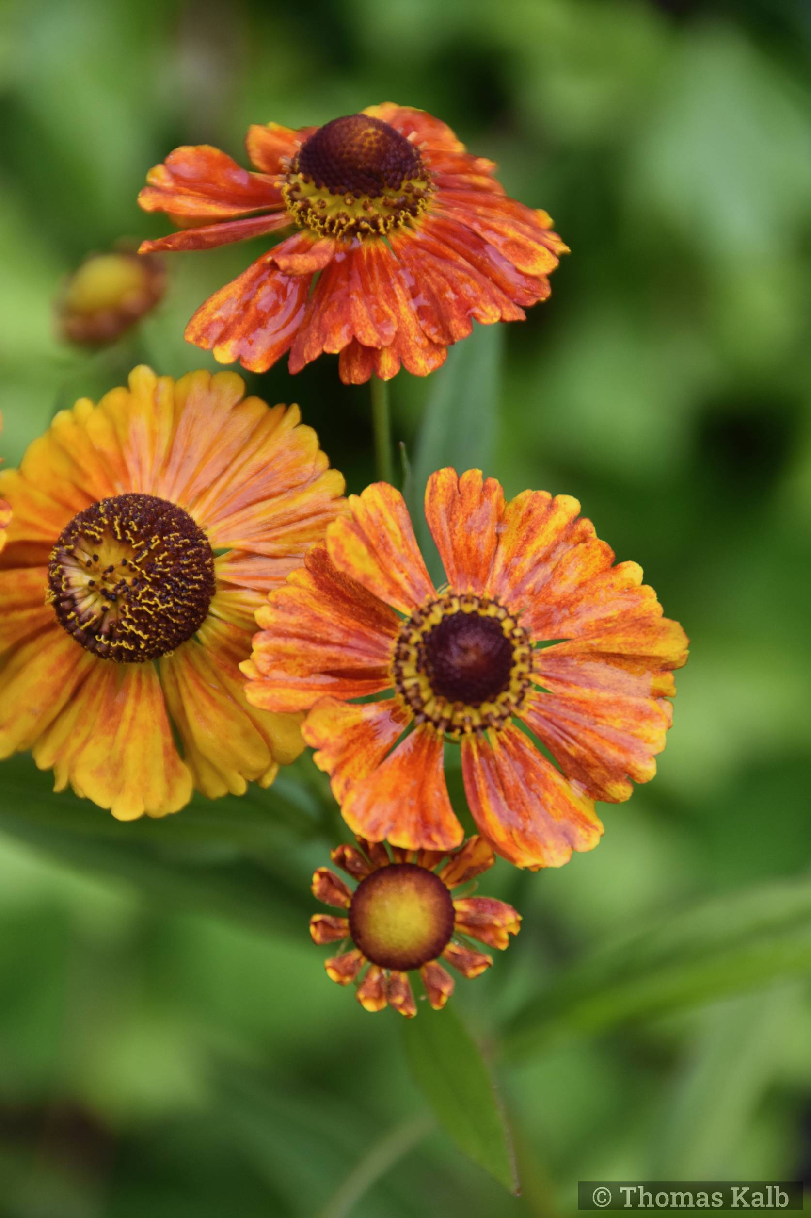 Helenium ‚Hartmut Rieger‘