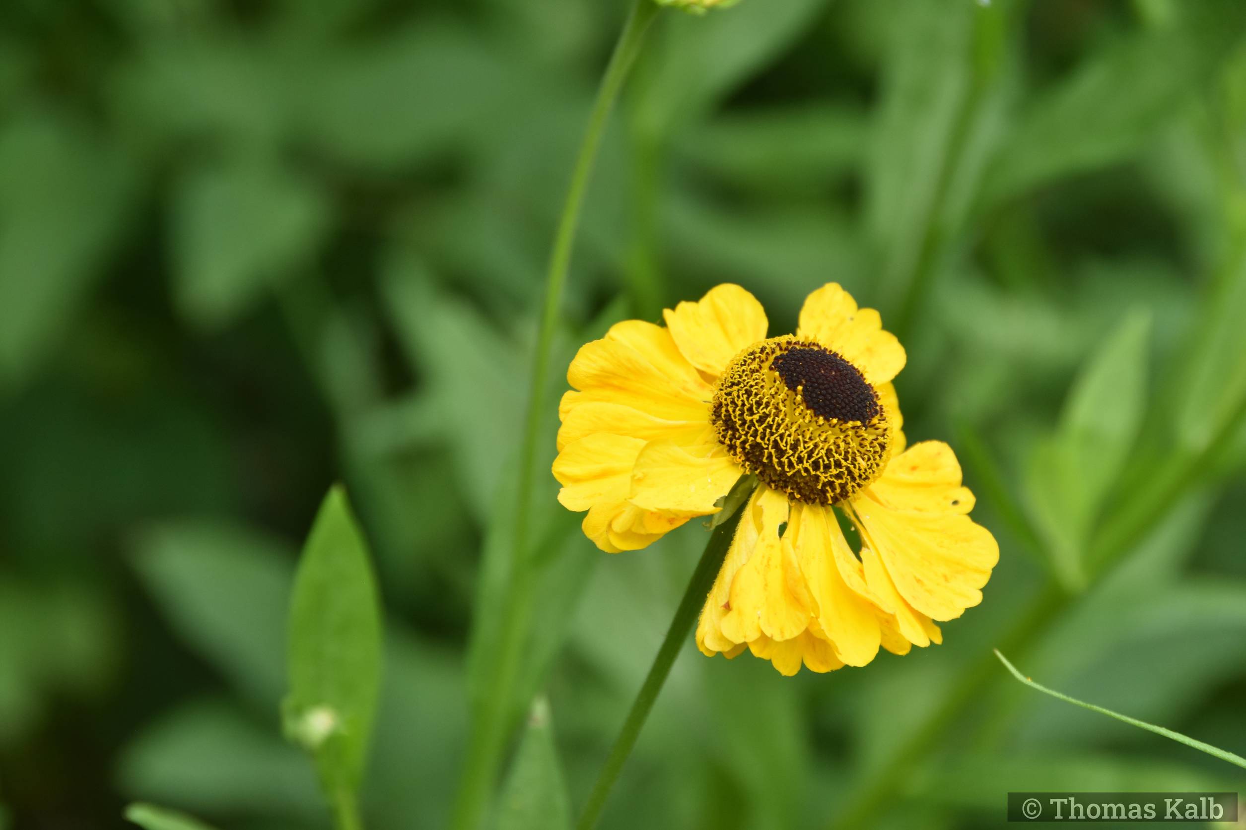 Helenium ‚Sahin’s Early Flowerer‘