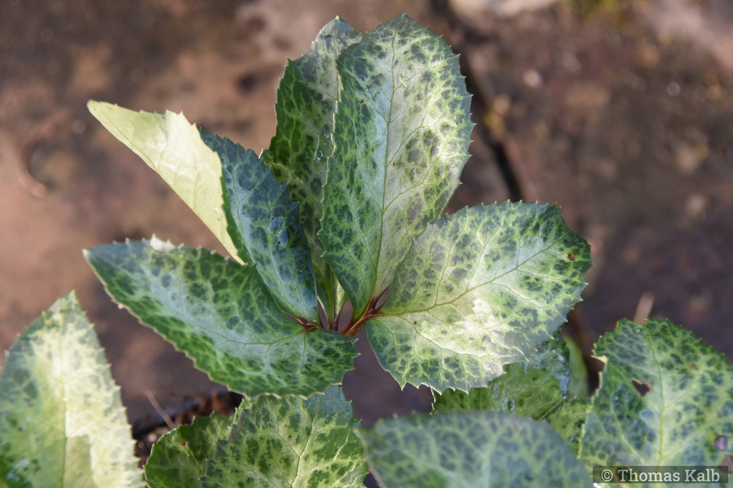 Helleborus ’Winter Moonbeam’