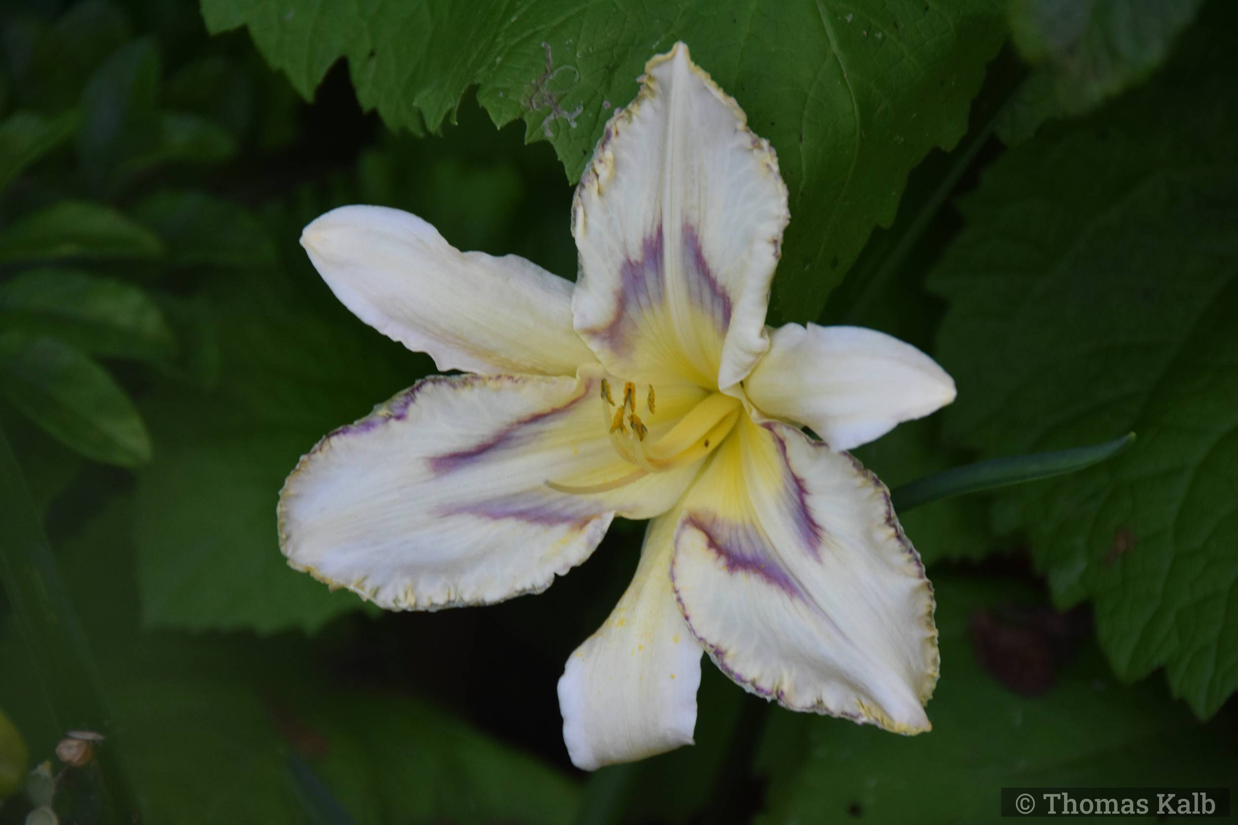 Hemerocallis ‚Destined To See‘