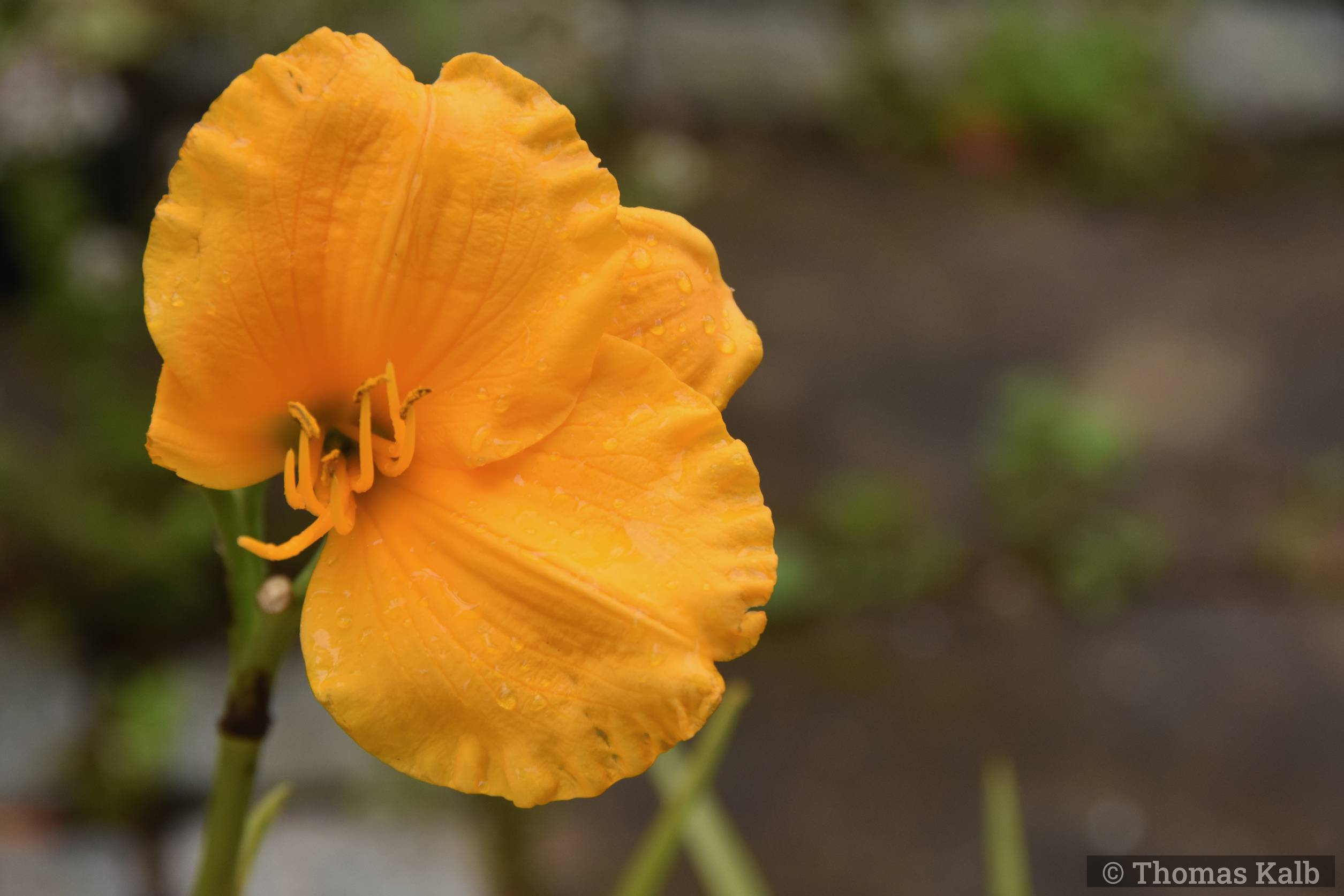Hemerocallis ‚Siloam Nugget‘
