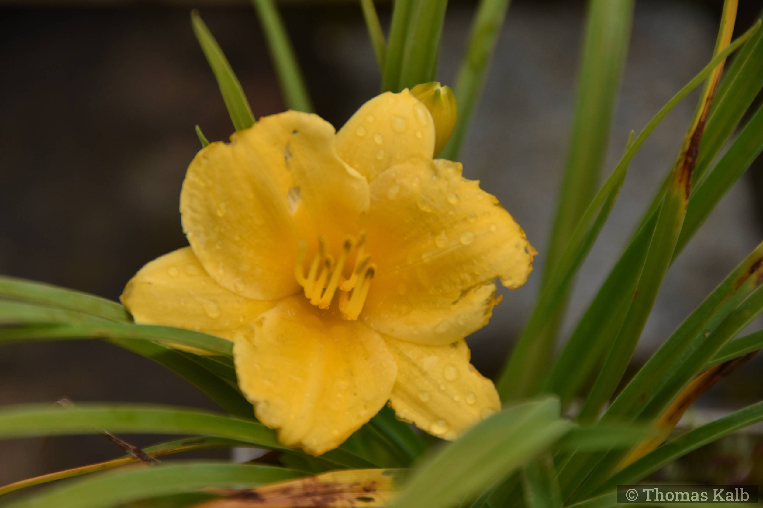 Hemerocallis ‚Stella de Oro‘