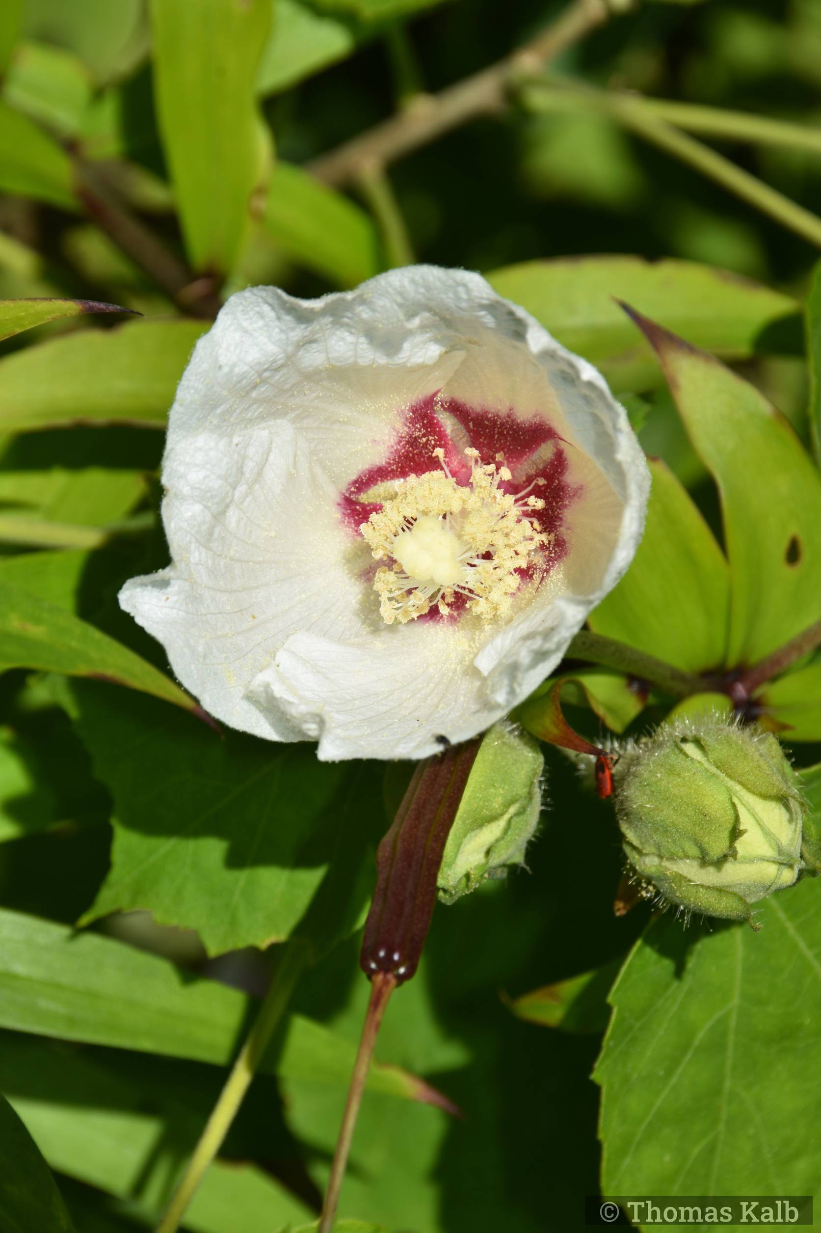 Hibiscus paramutabilis