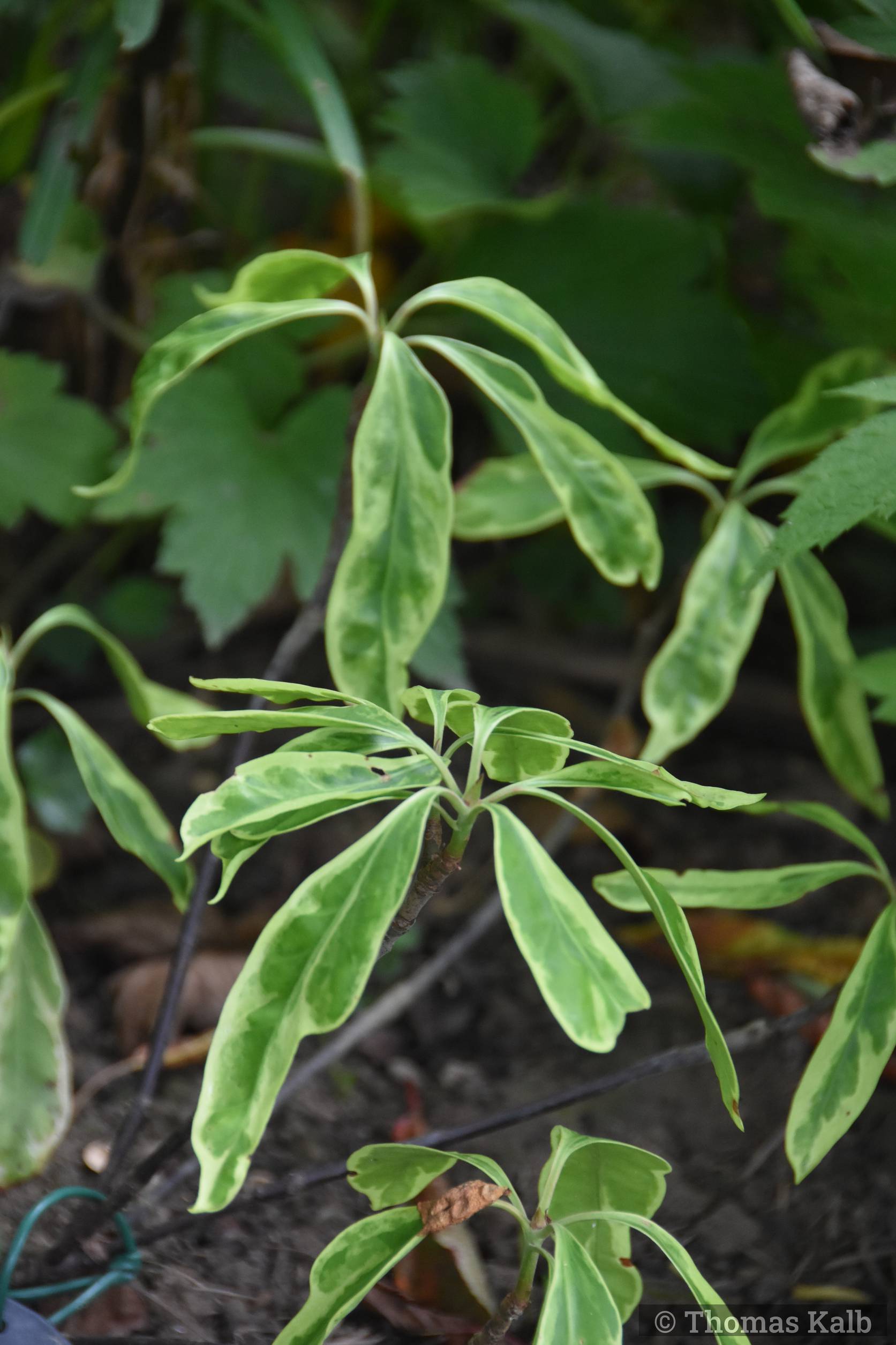 Illicium ’Southern Star’