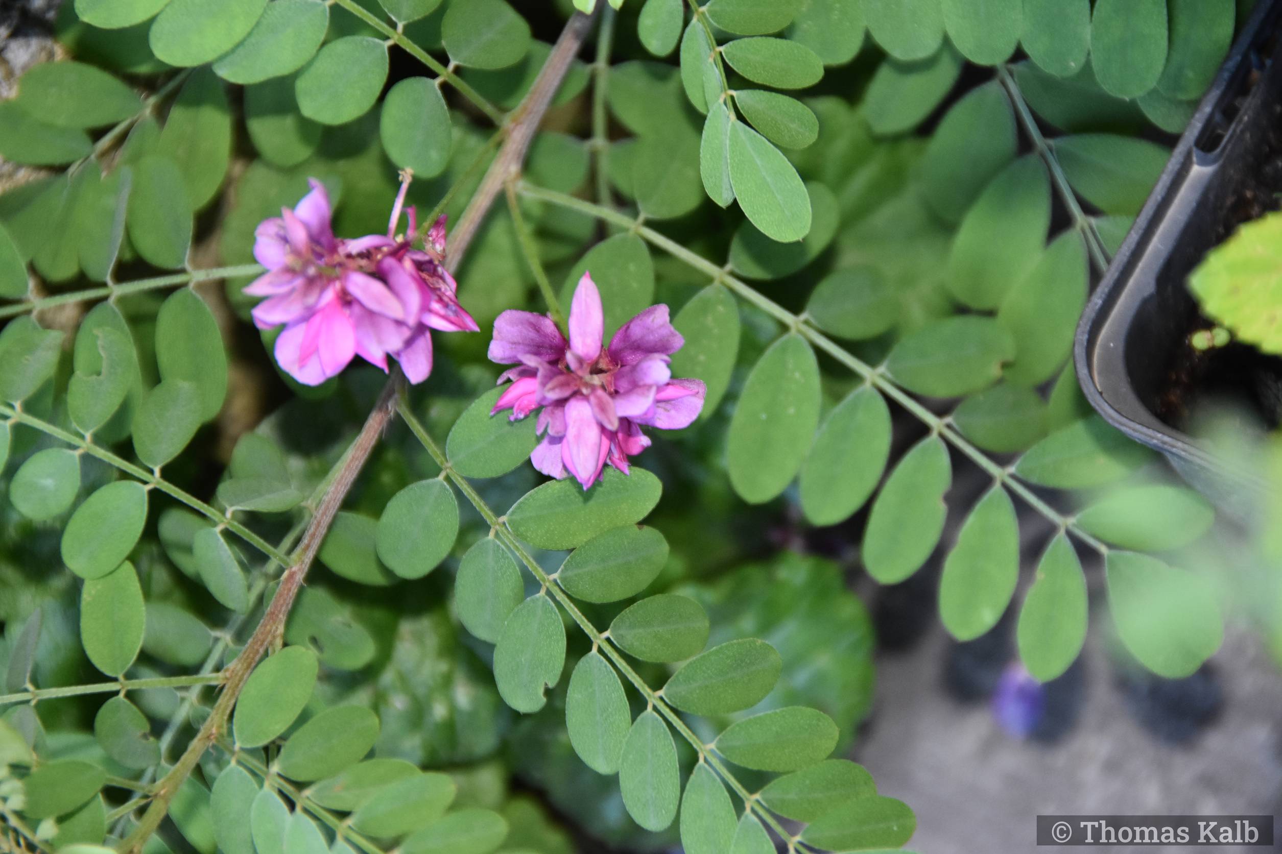 Indigofera heterantha
