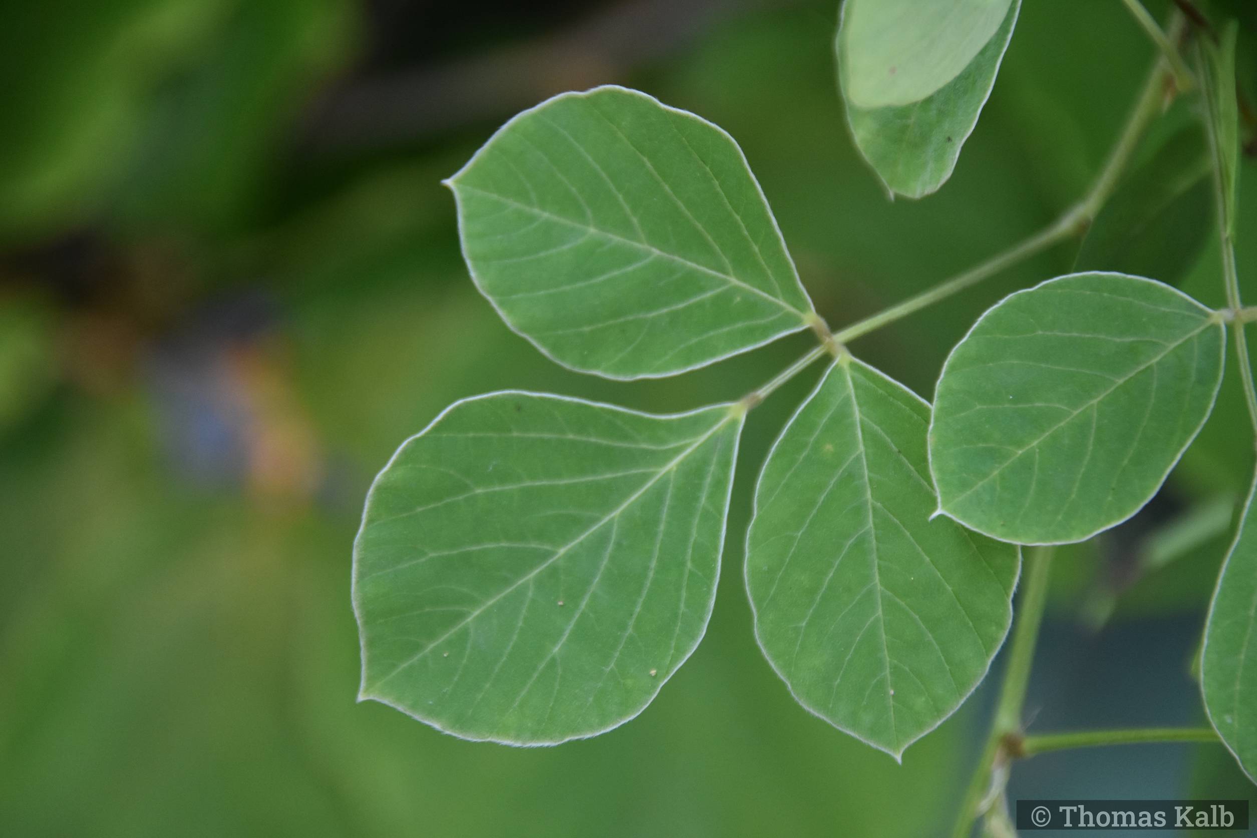 Lespedeza tiliaefolia
