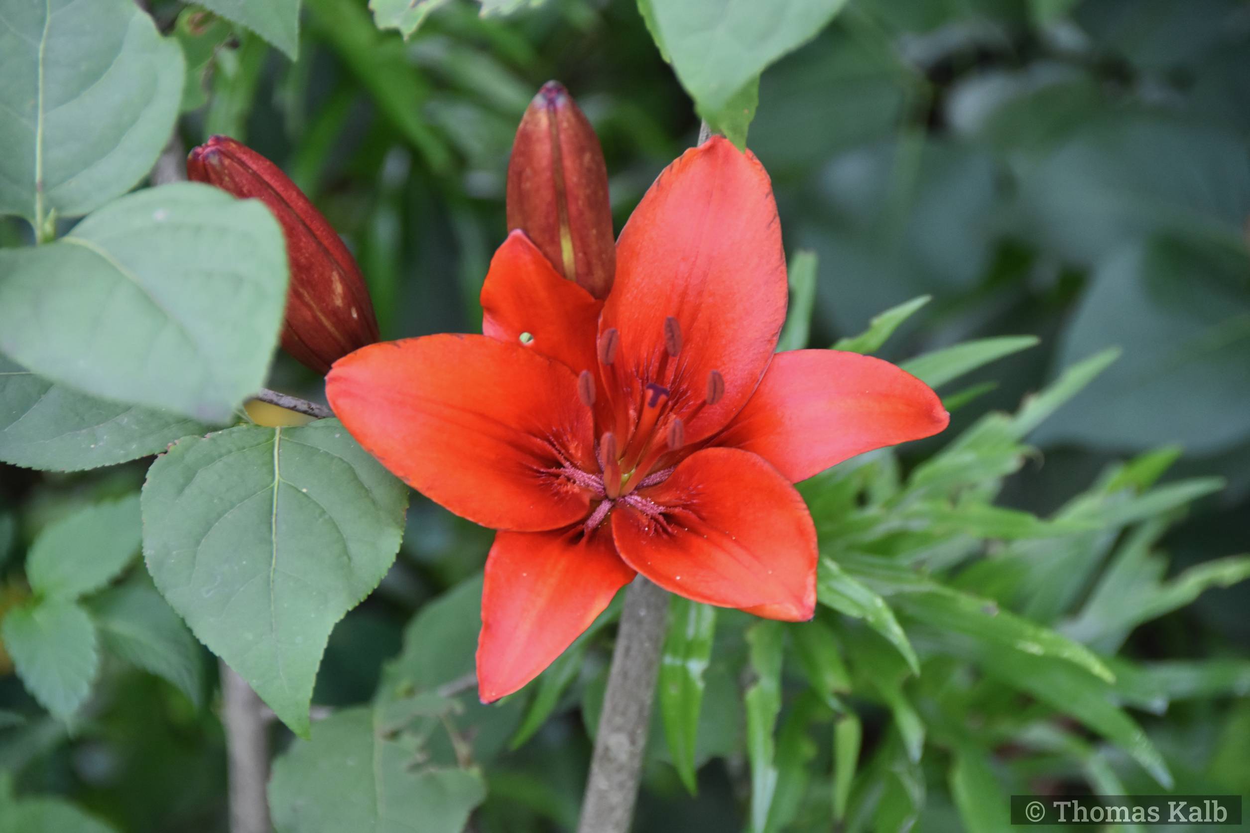 Lilium ‚America‘