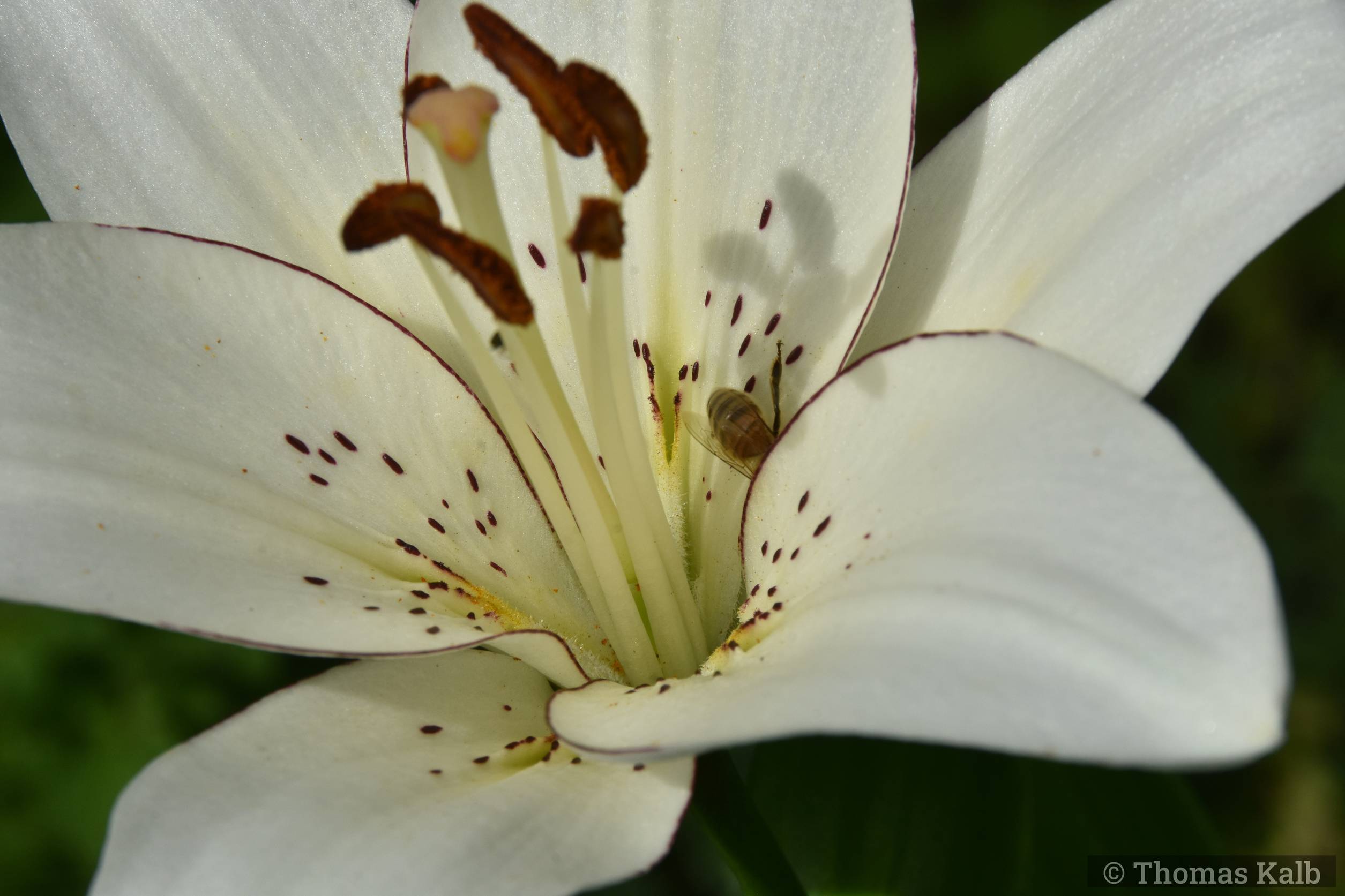 Lilium ‚Eyeliner‘