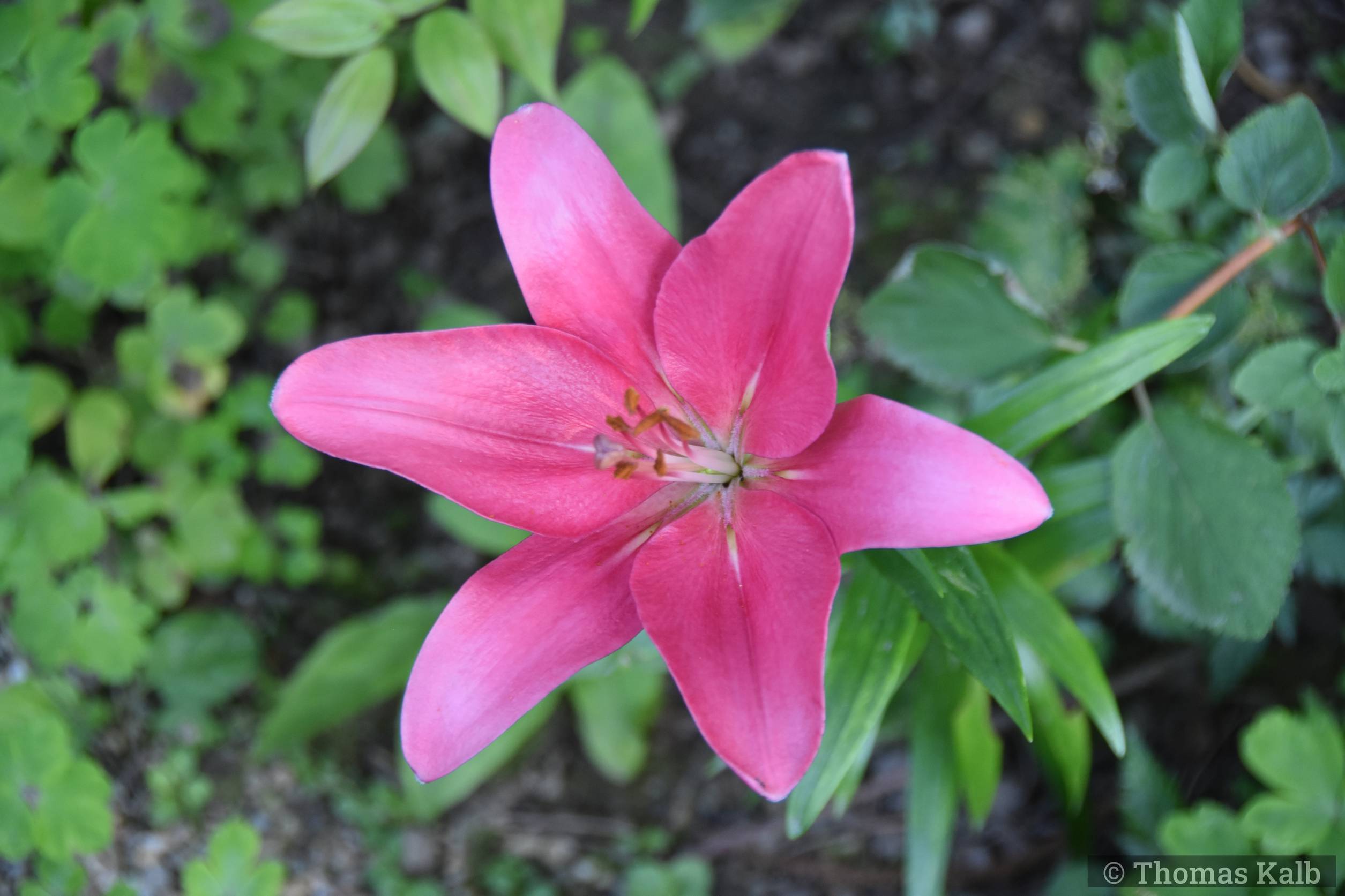 Lilium ‚Robinia‘