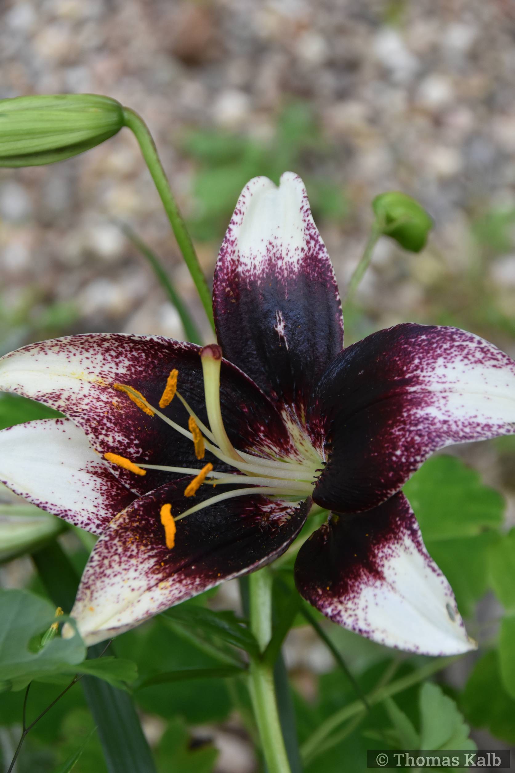 Lilium ‚Stracciatella Event‘