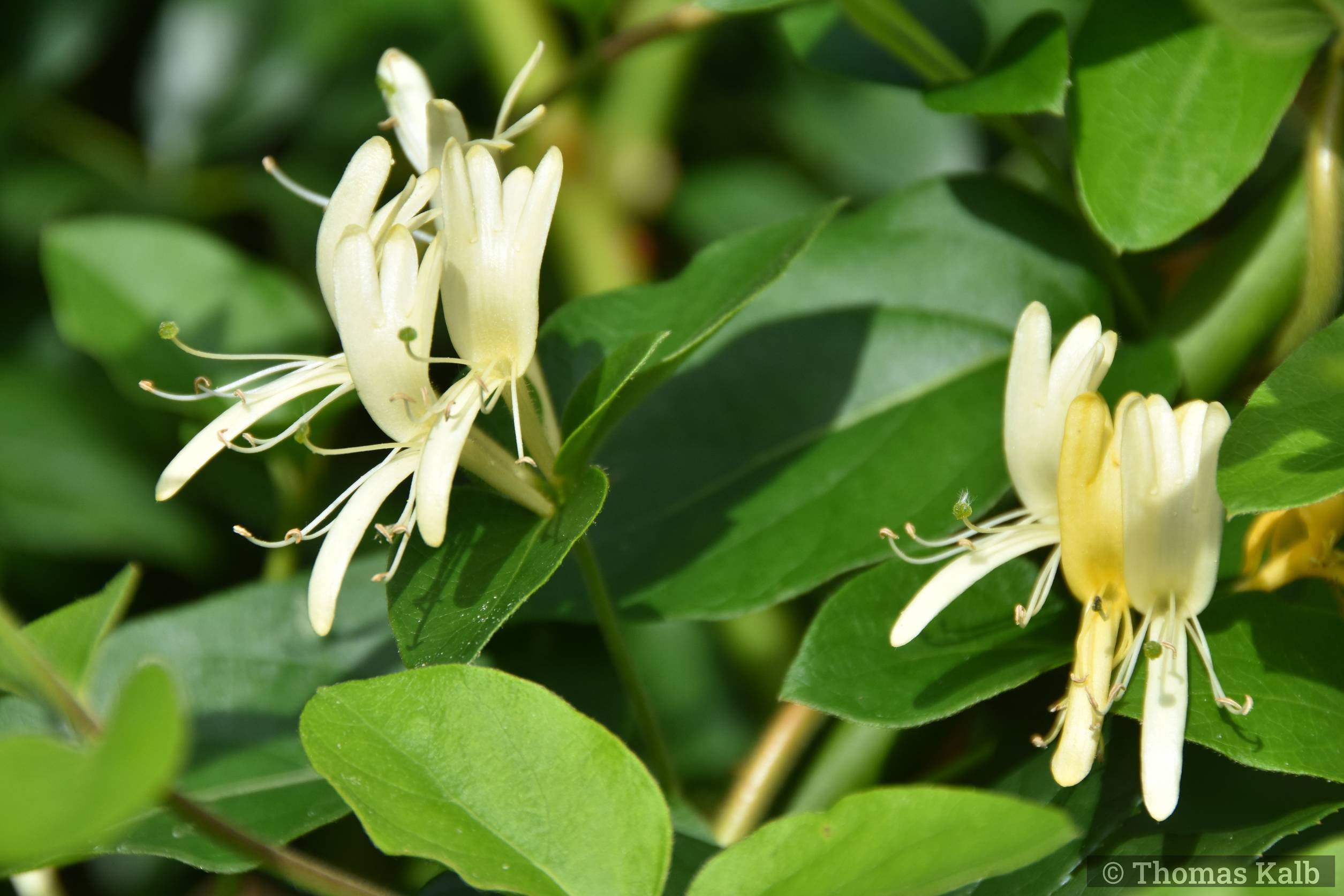 Lonicera japonica ’Halliana’