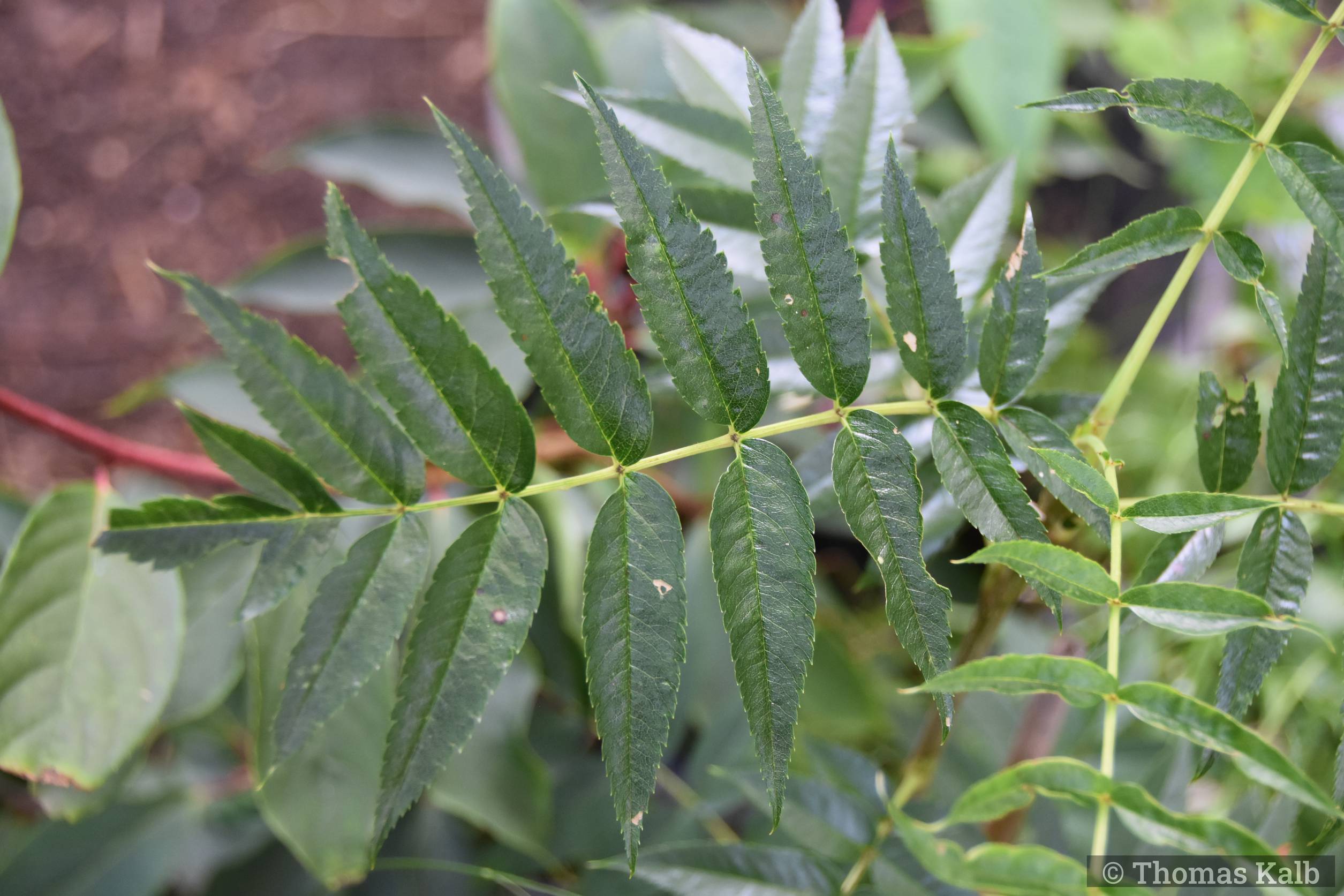 Sorbus ulleungensis – Urzeitwald Waldhilsbach