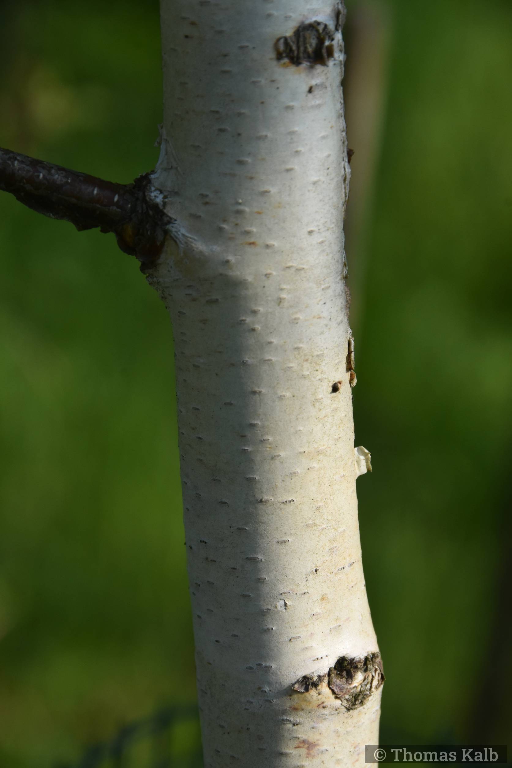 Betula szechuanica ’Liuba White’