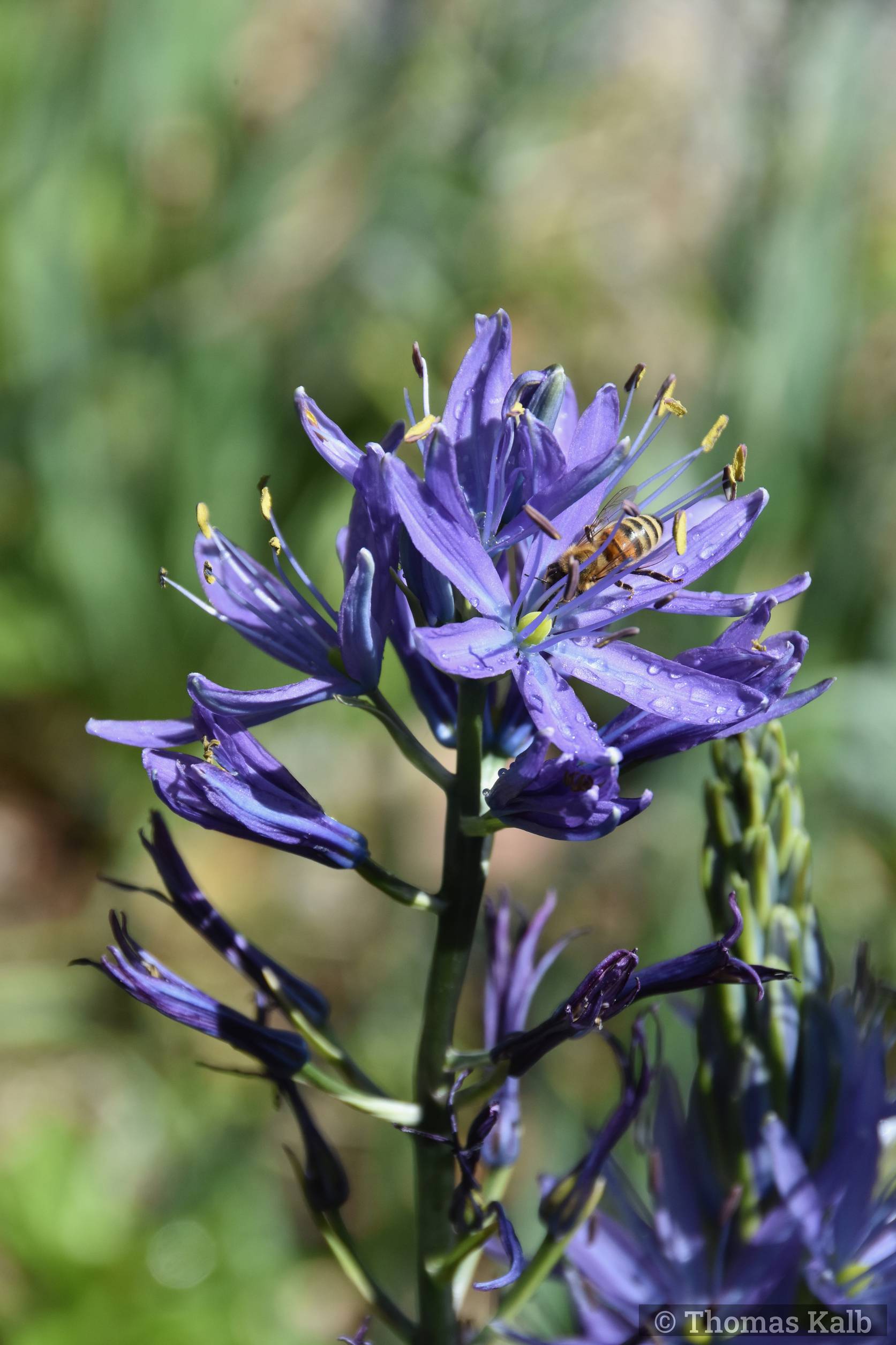Camassia leichtlinii